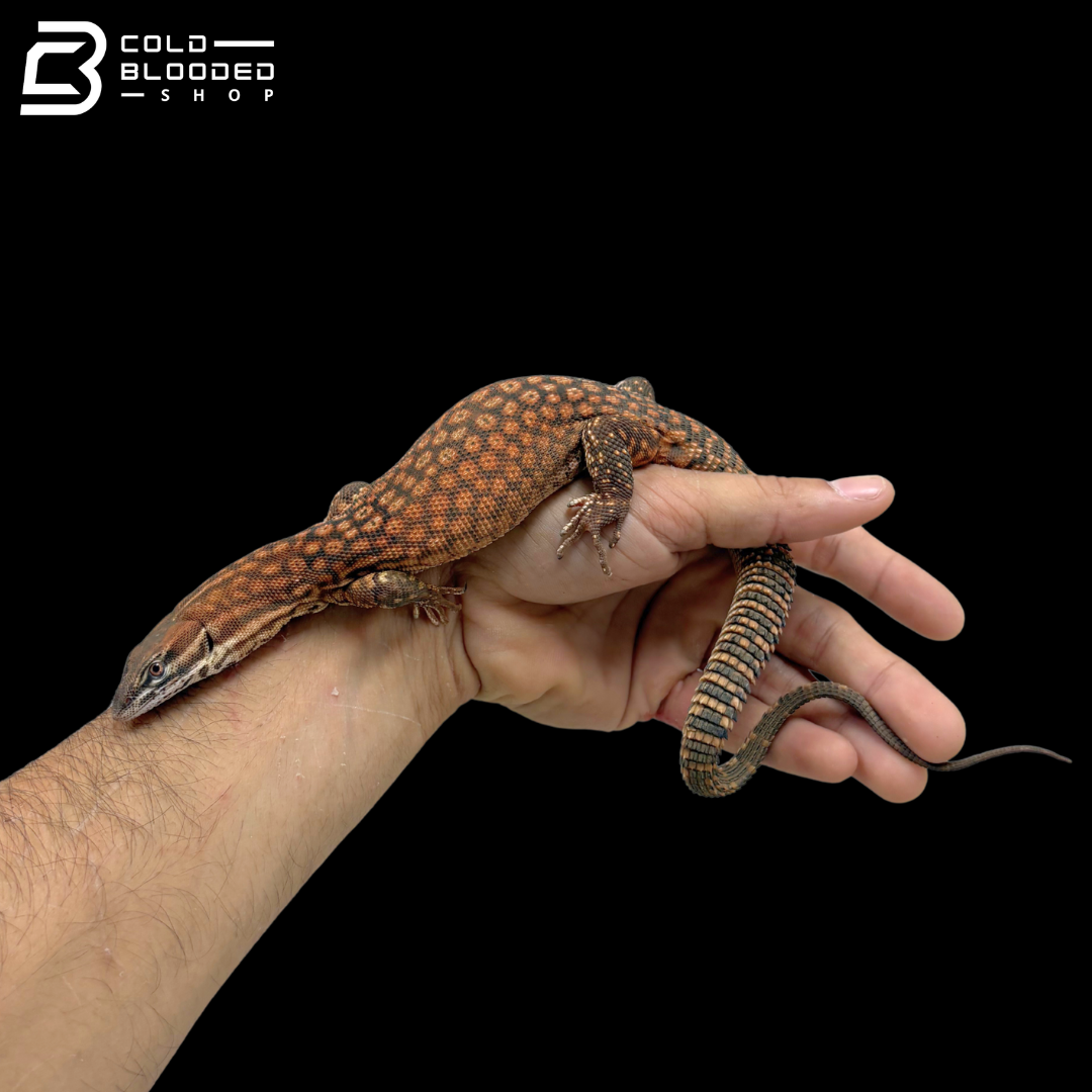 Red Ackie Monitor - Varanus Acanthurus