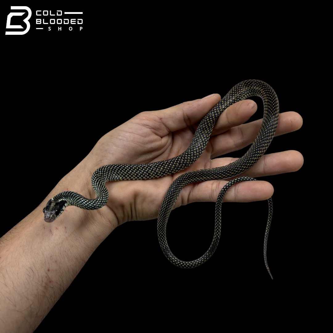 Speckled racer female - Drymobius margaritiferus