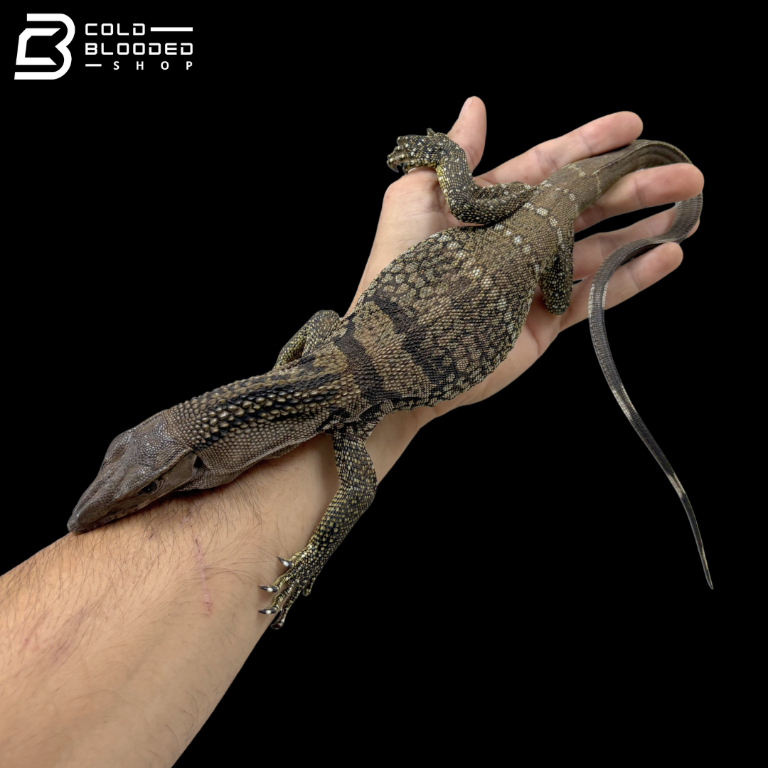 Juvenile Black Roughneck Monitor - Varanus rudicollis