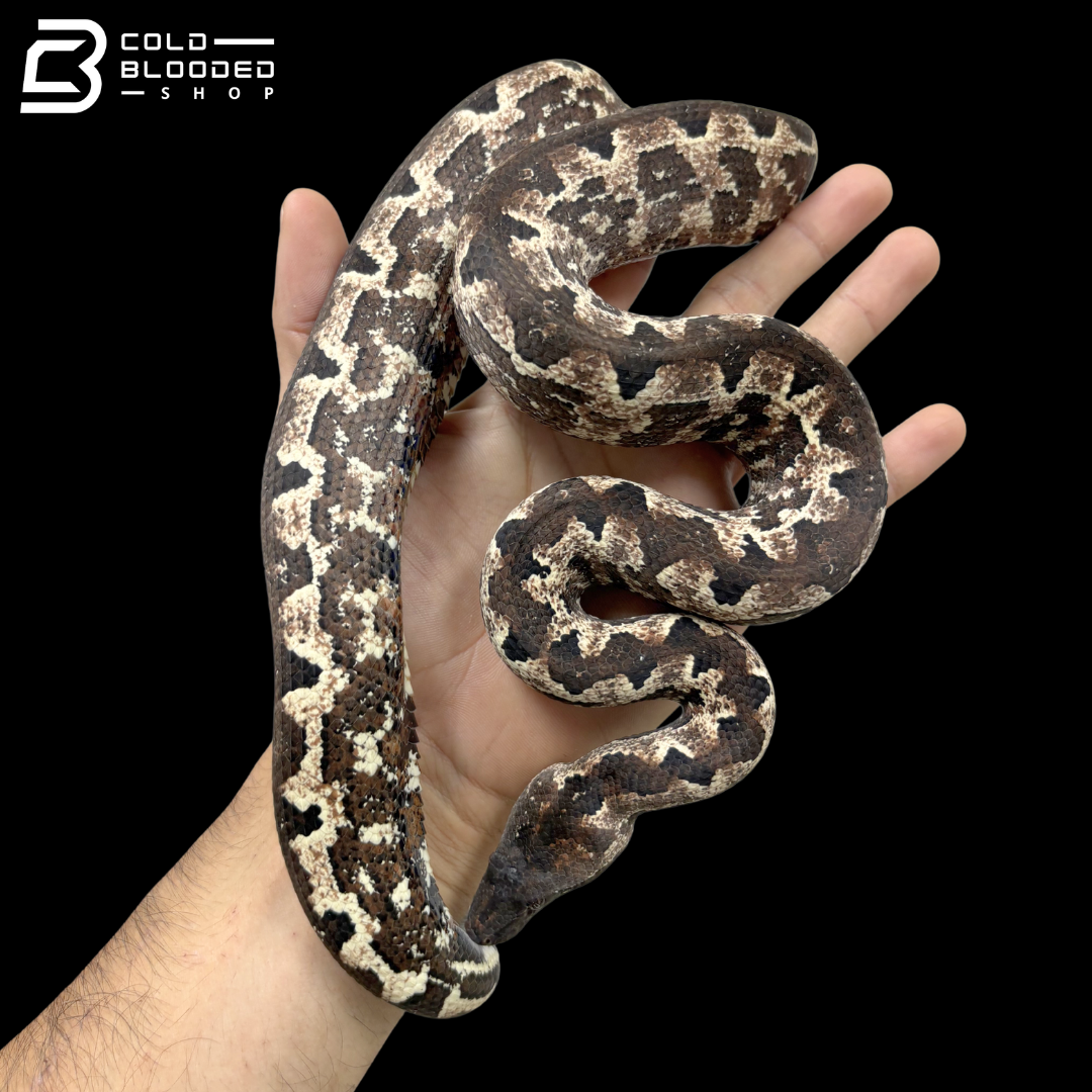 High White Female Halmahera Ground Boa - Candoia paulsoni tasmai