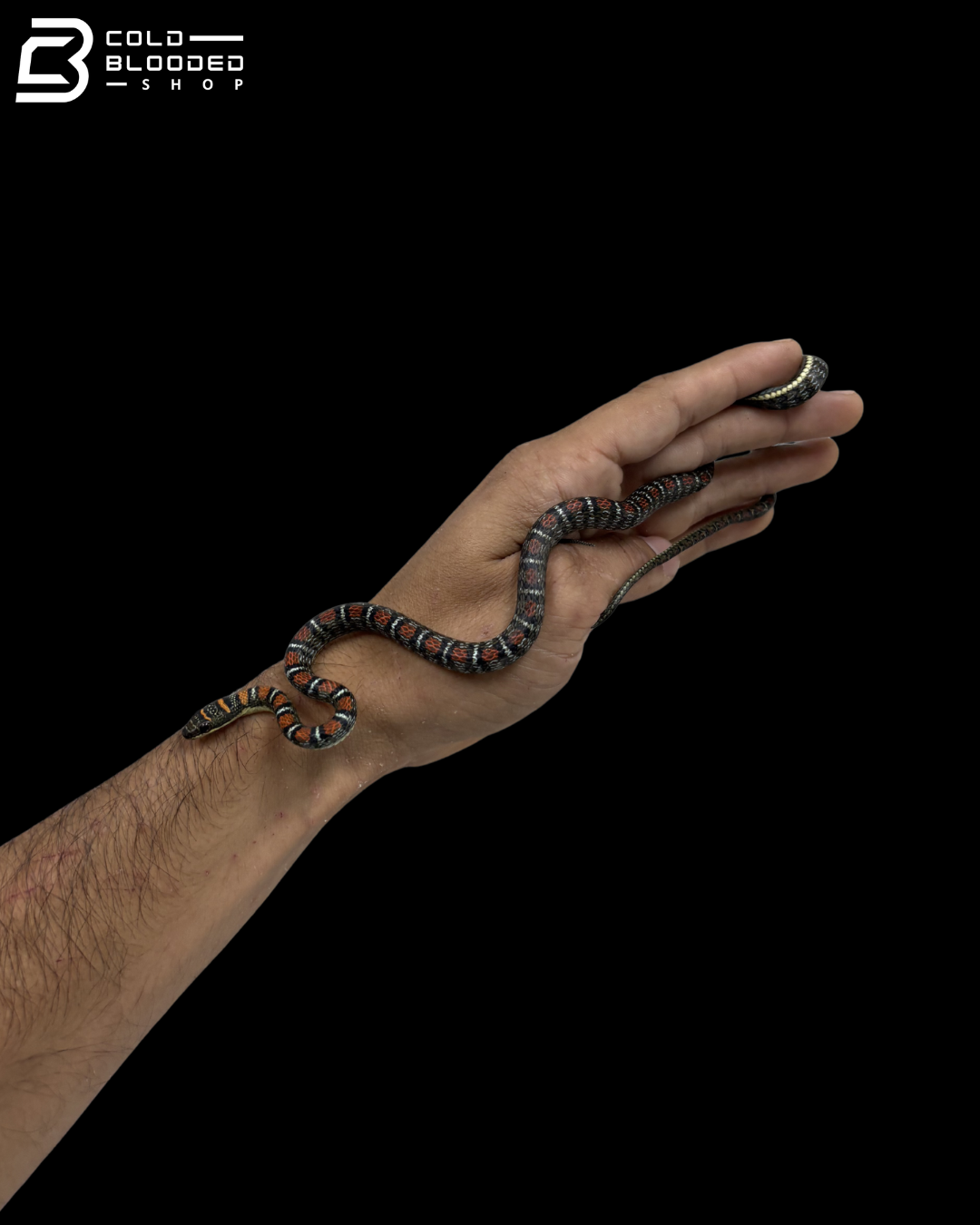 Male Twin-Barred Tree Snake - Chrysopelea Pelias