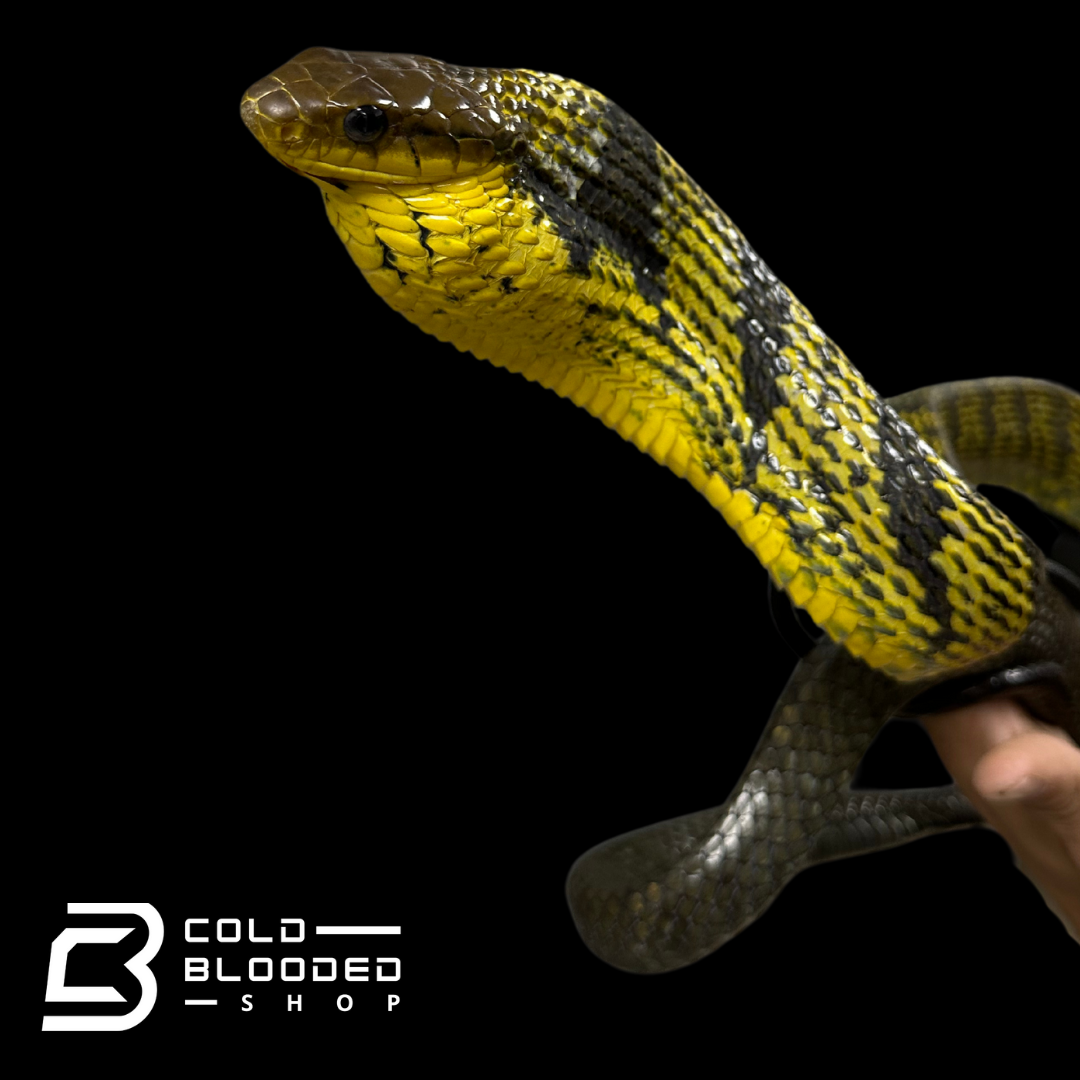 Amazon Puffing Snake - Spilotes sulphureus