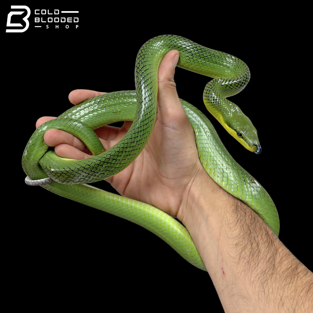 Red-tailed Green Rat Snakes - Gonyosoma Oxycephalum