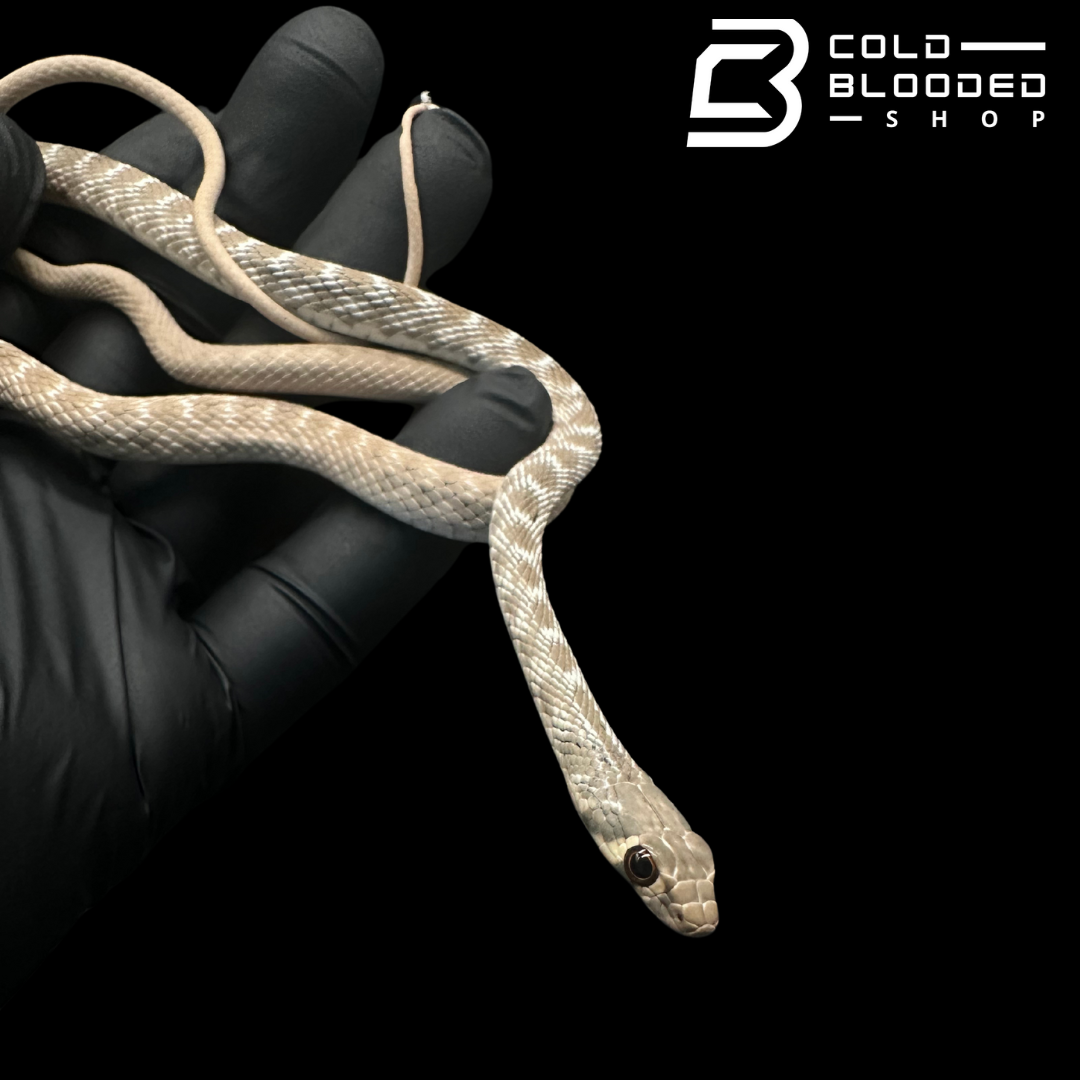 Rogers Racer - Platyceps rogersi