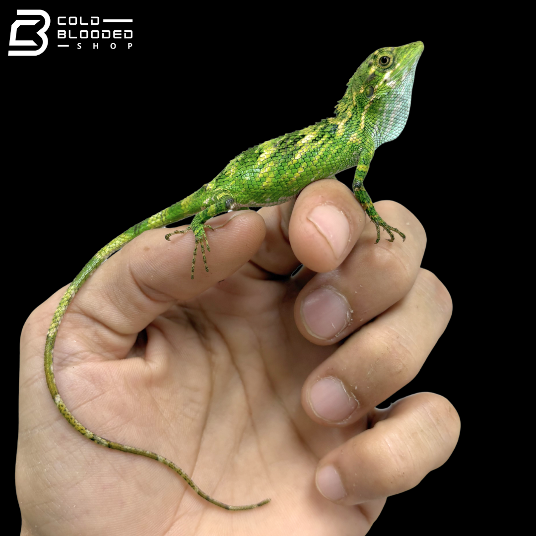 Indonesian False Bloodsucker - Pseudocalotes Tympanistriga