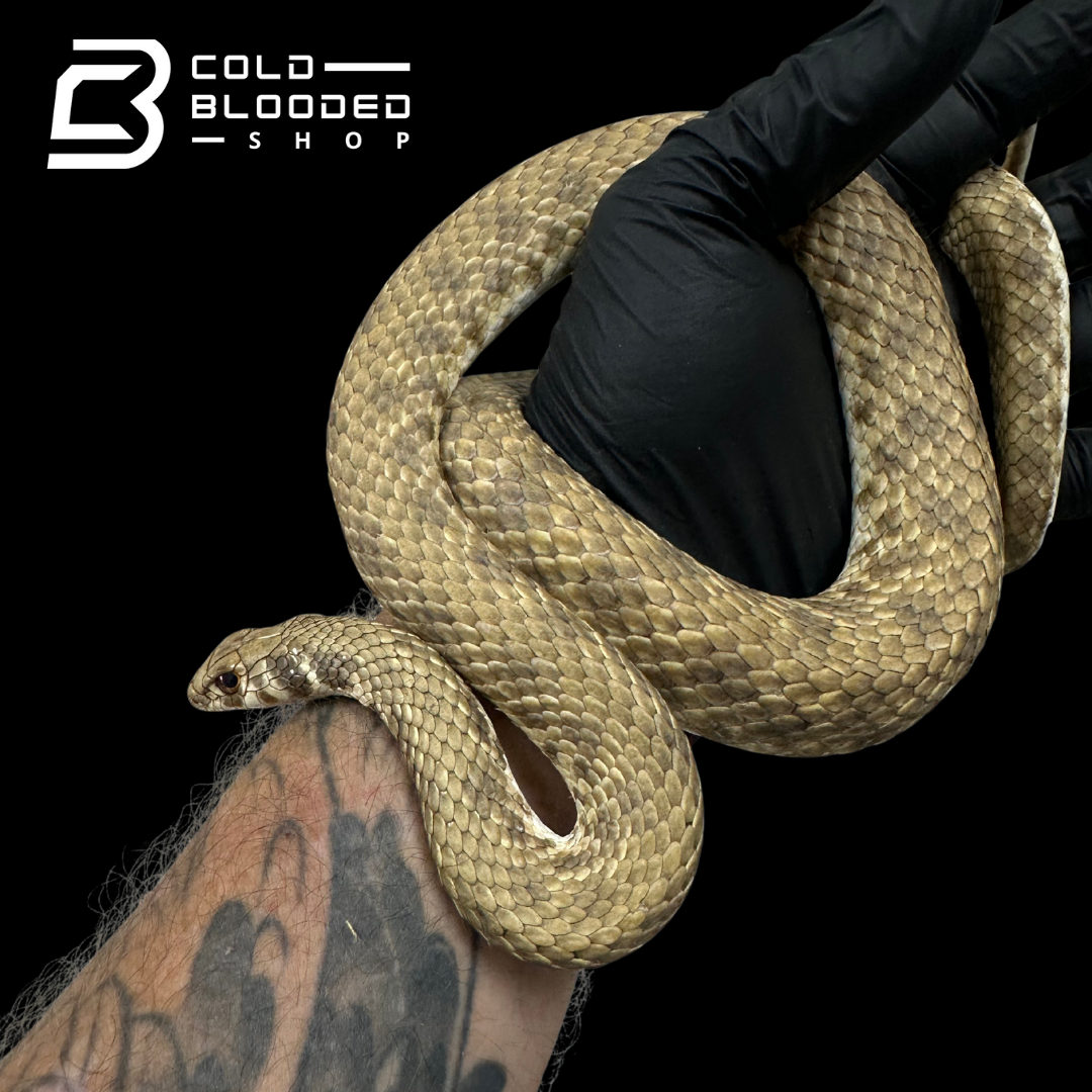 Adult Egyptian False Cobras - Malpolon moilensis