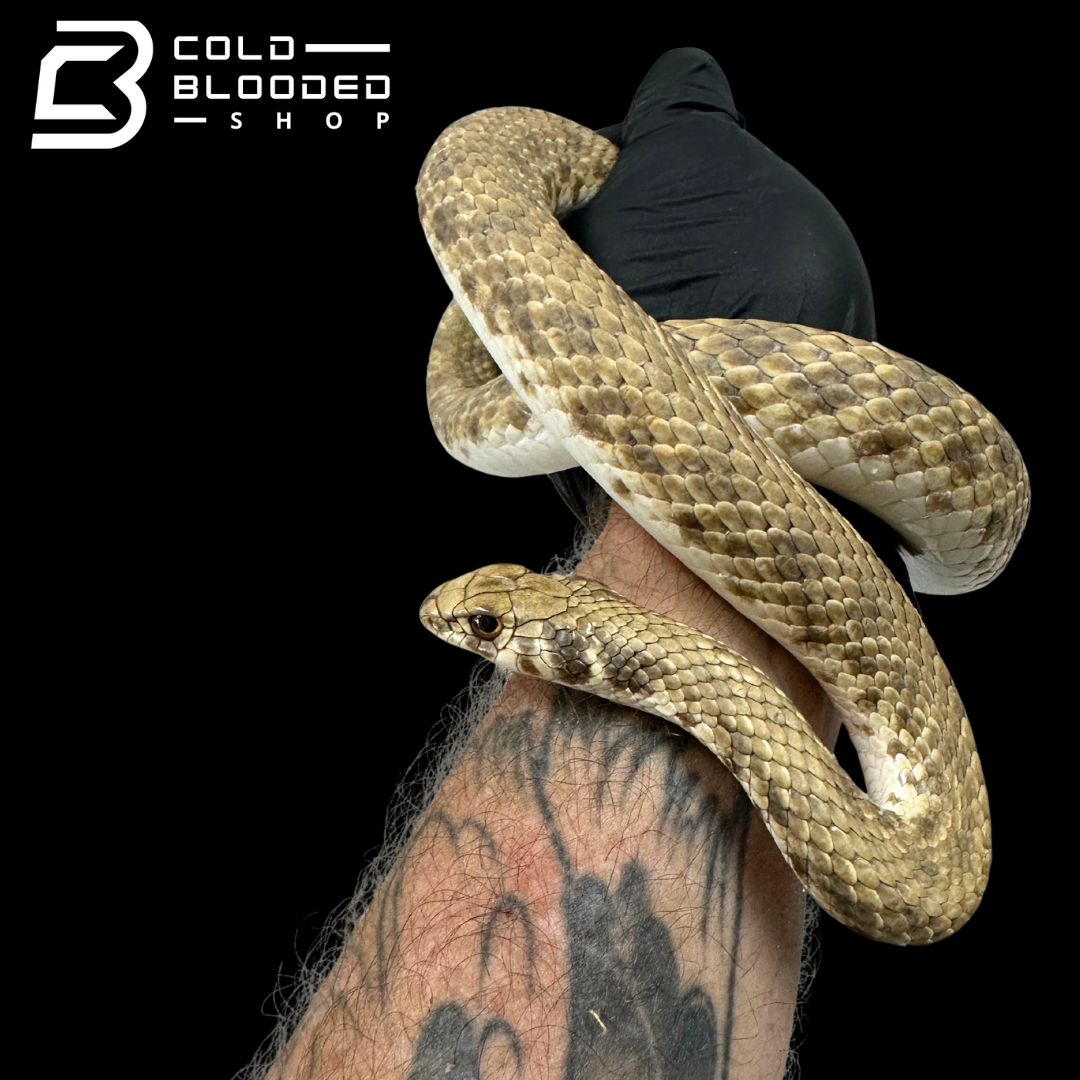 Adult Egyptian False Cobras - Malpolon moilensis