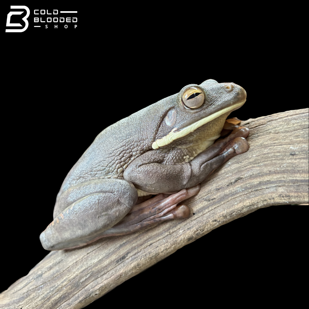 White-lipped Tree Frog - Sandyrana infrafrenata
