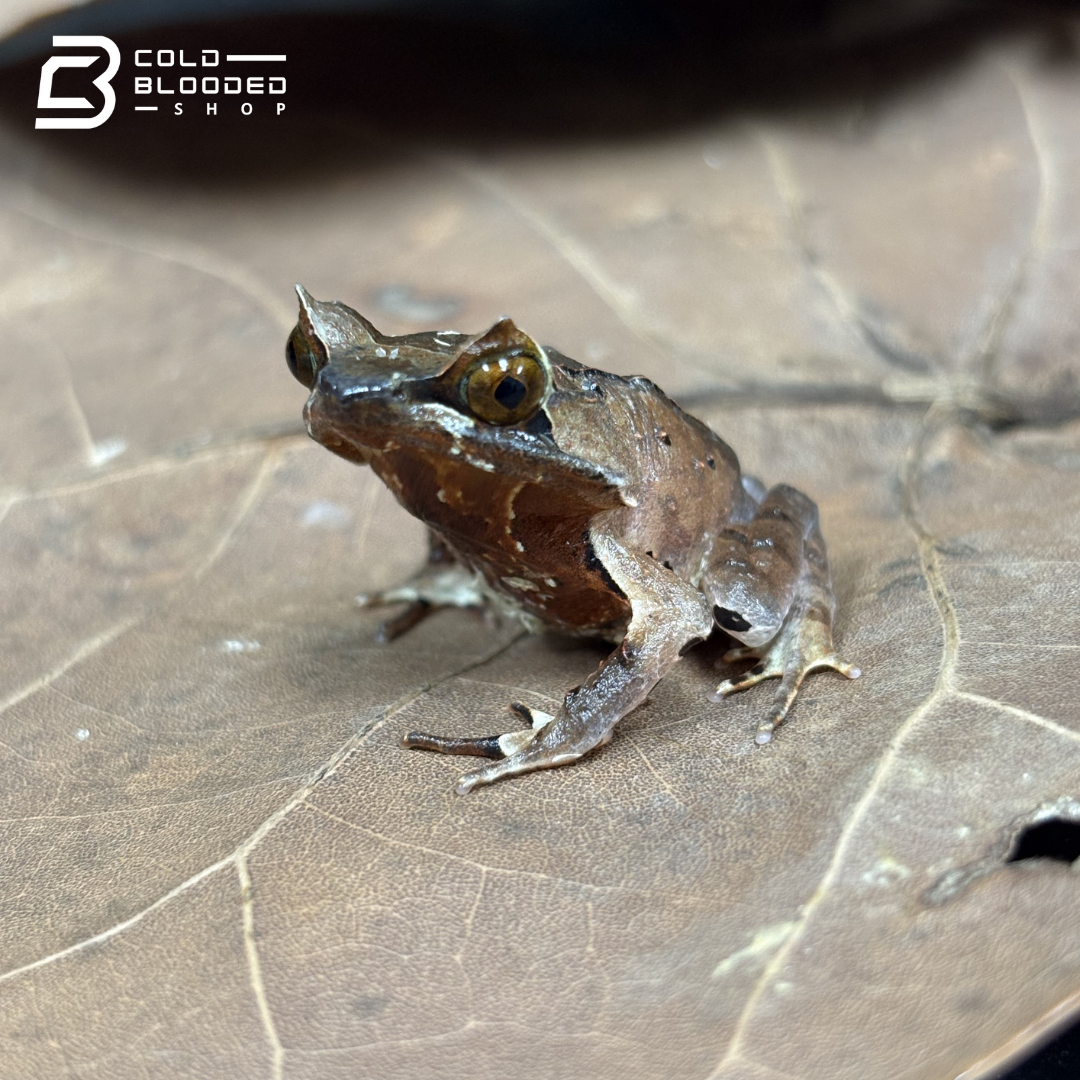 Javan Horned Frogs - Megophrys Montana