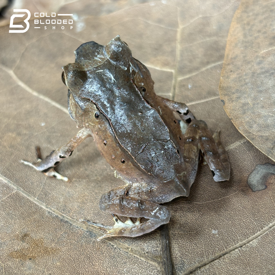 Javan Horned Frogs - Megophrys Montana