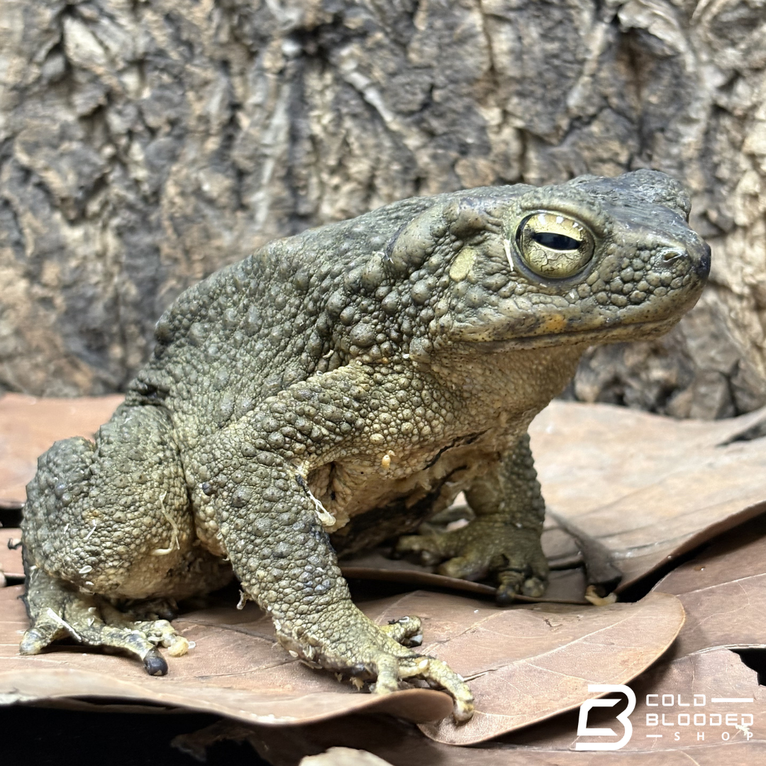 Asian Giant Toad - Phrynoidis Asper
