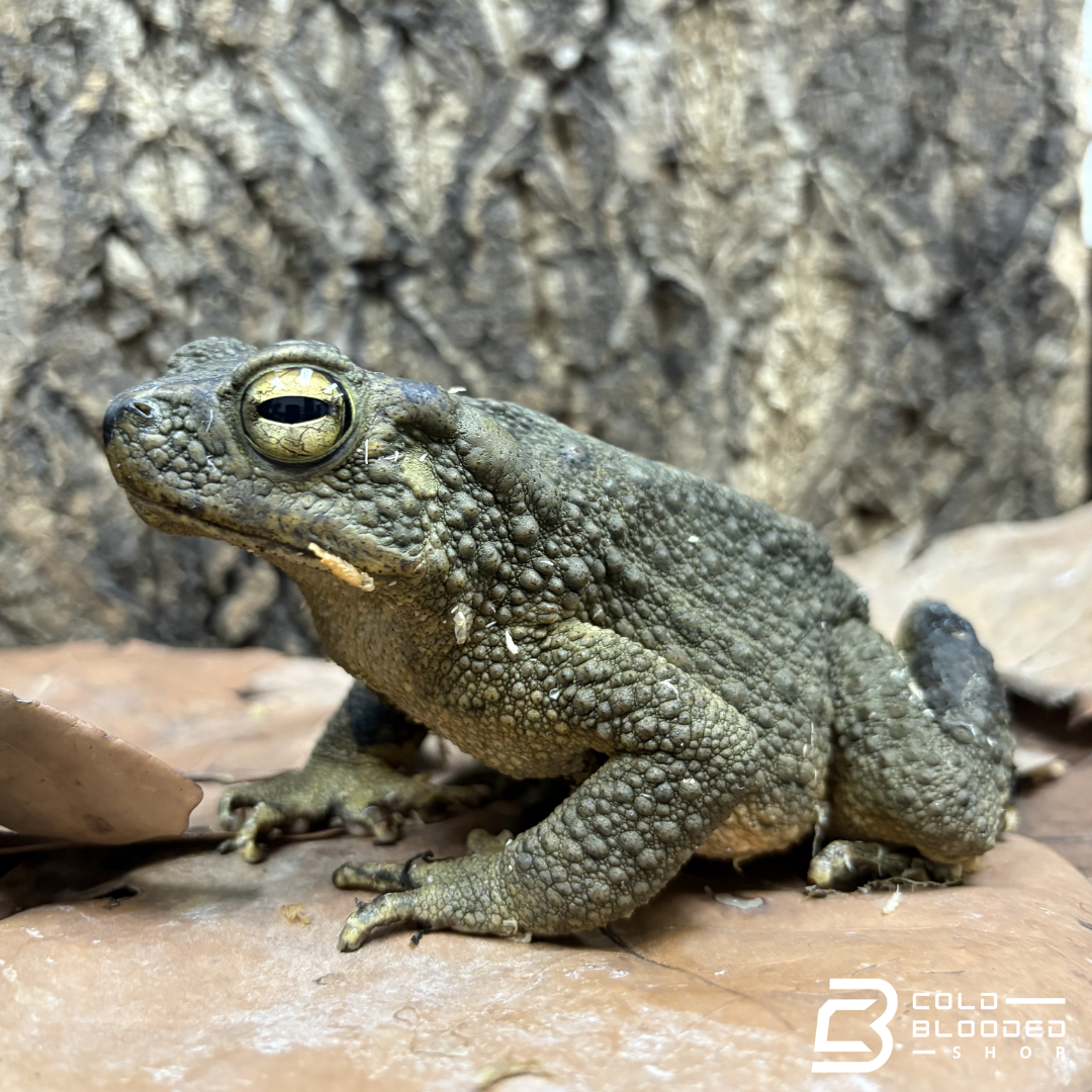 Asian Giant Toad - Phrynoidis Asper