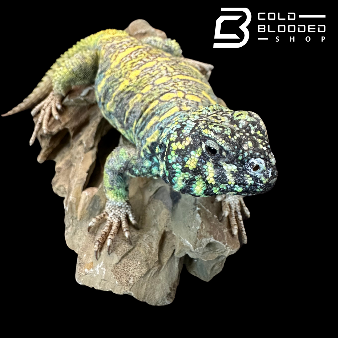 Adult Male Ornate Uromastyx - Uromastyx ornata