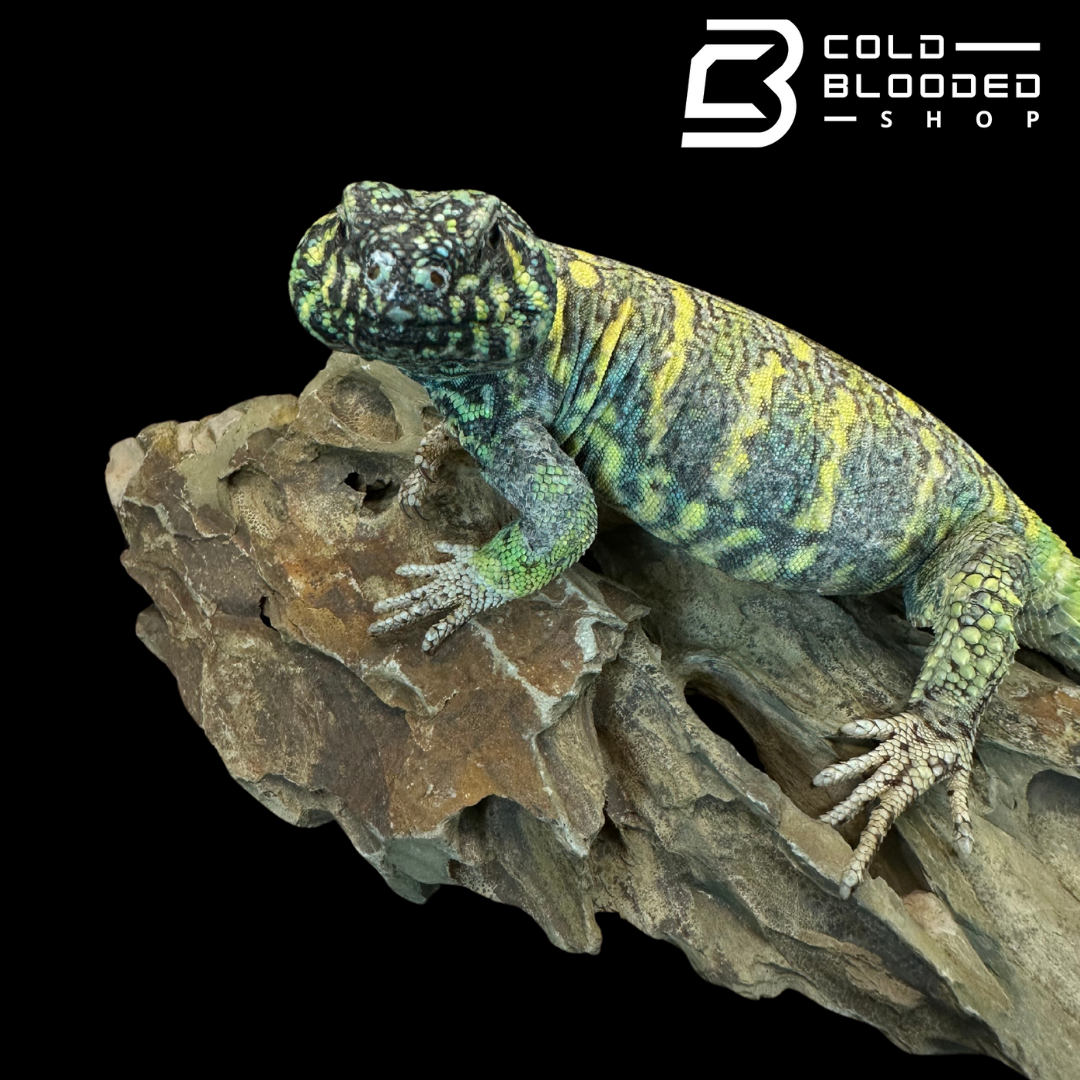 Adult Male Ornate Uromastyx - Uromastyx ornata