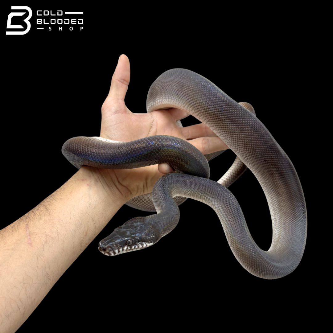 Southern White Lipped Pythons - Bothrochilus meridionalis
