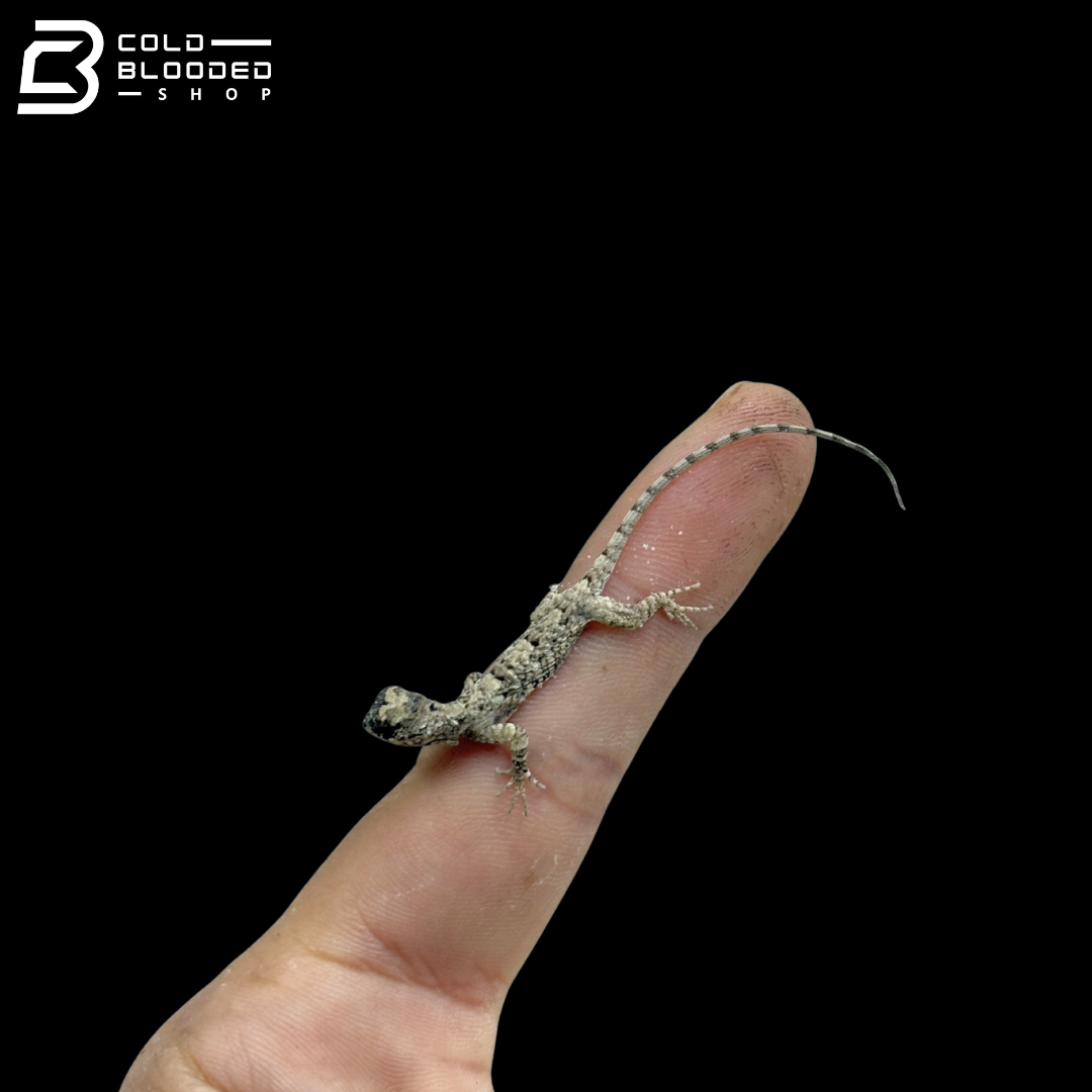 Baby Common Flying Dragons - Draco Volans