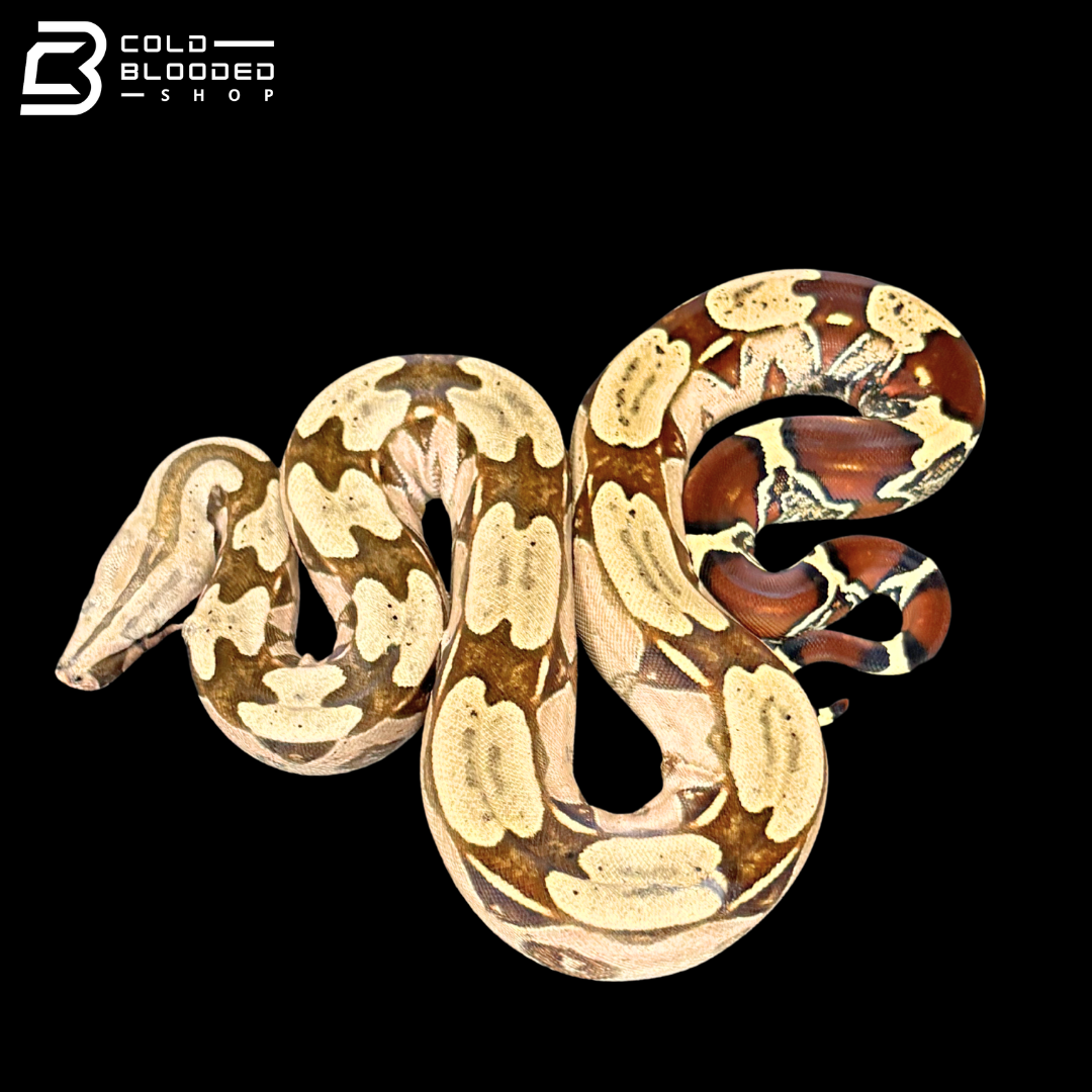 Female Suriname Boa Constrictor - Boa constrictor constrictor