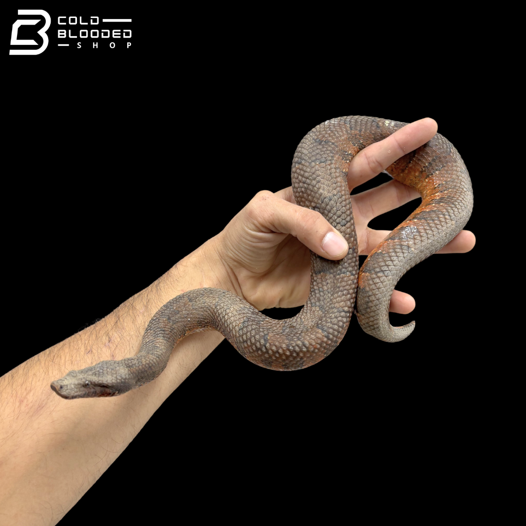 Adult Viper Boas - Candoia Aspera