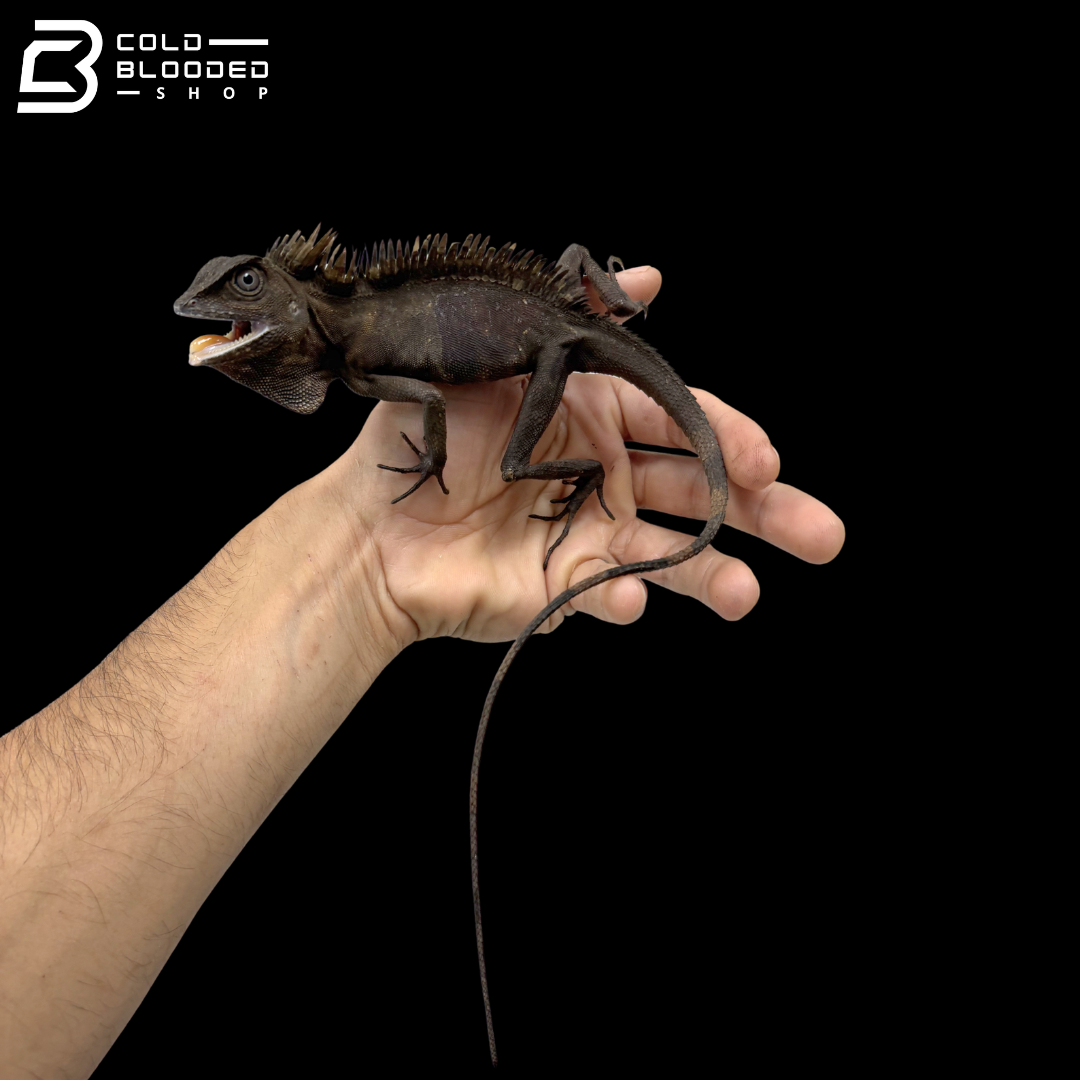 Borneo Angle Headed Lizard - Gonocephalus Borneensis