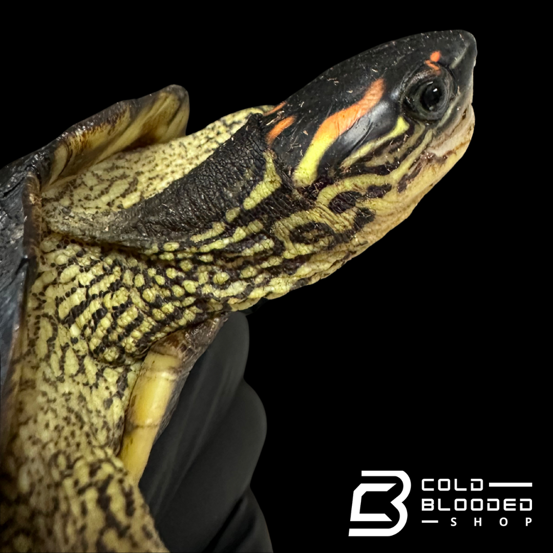 Adult Spot-legged wood turtle - Rhinoclemmys punctularia