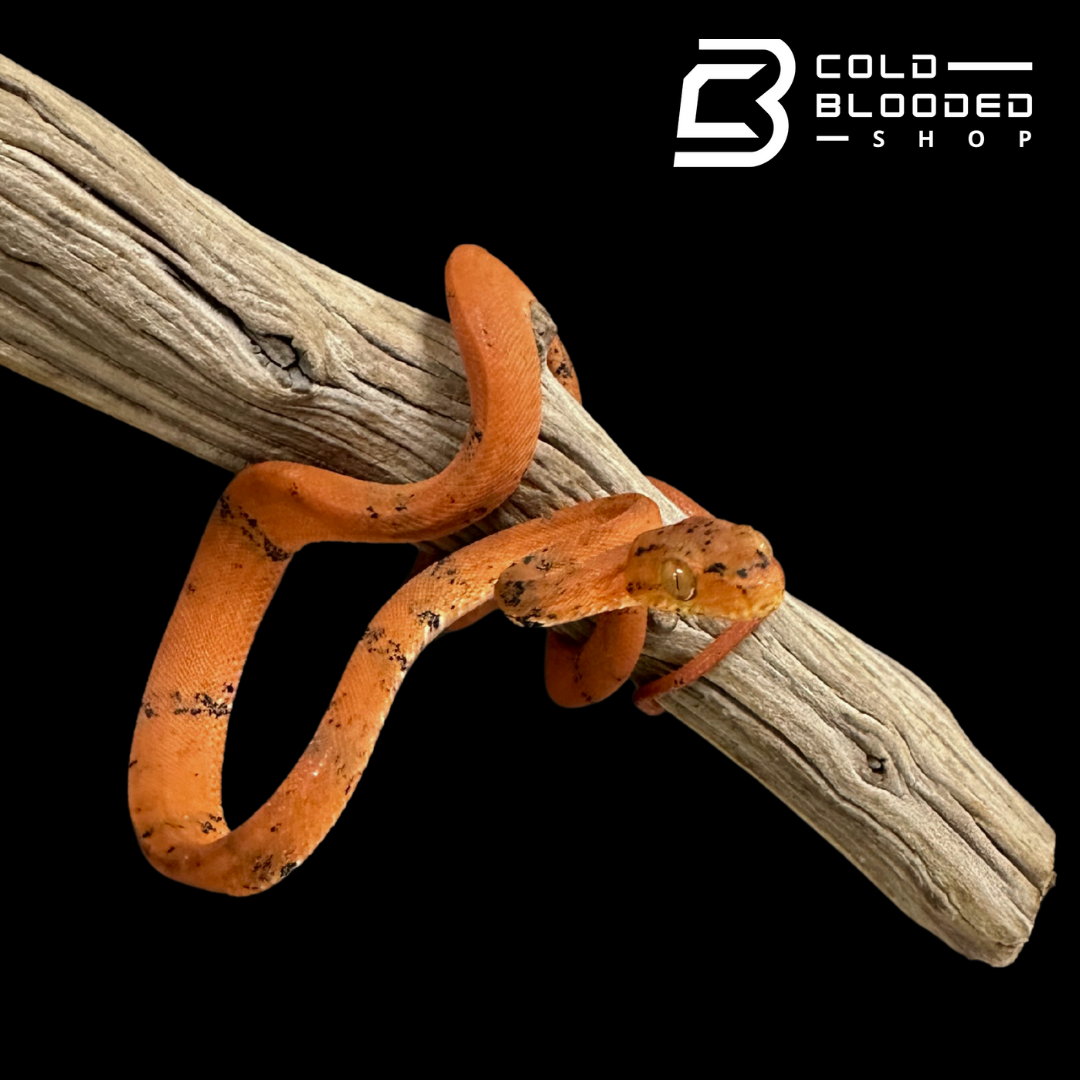Orange paradox Amazon Tree Boa - Corallus hortulanus