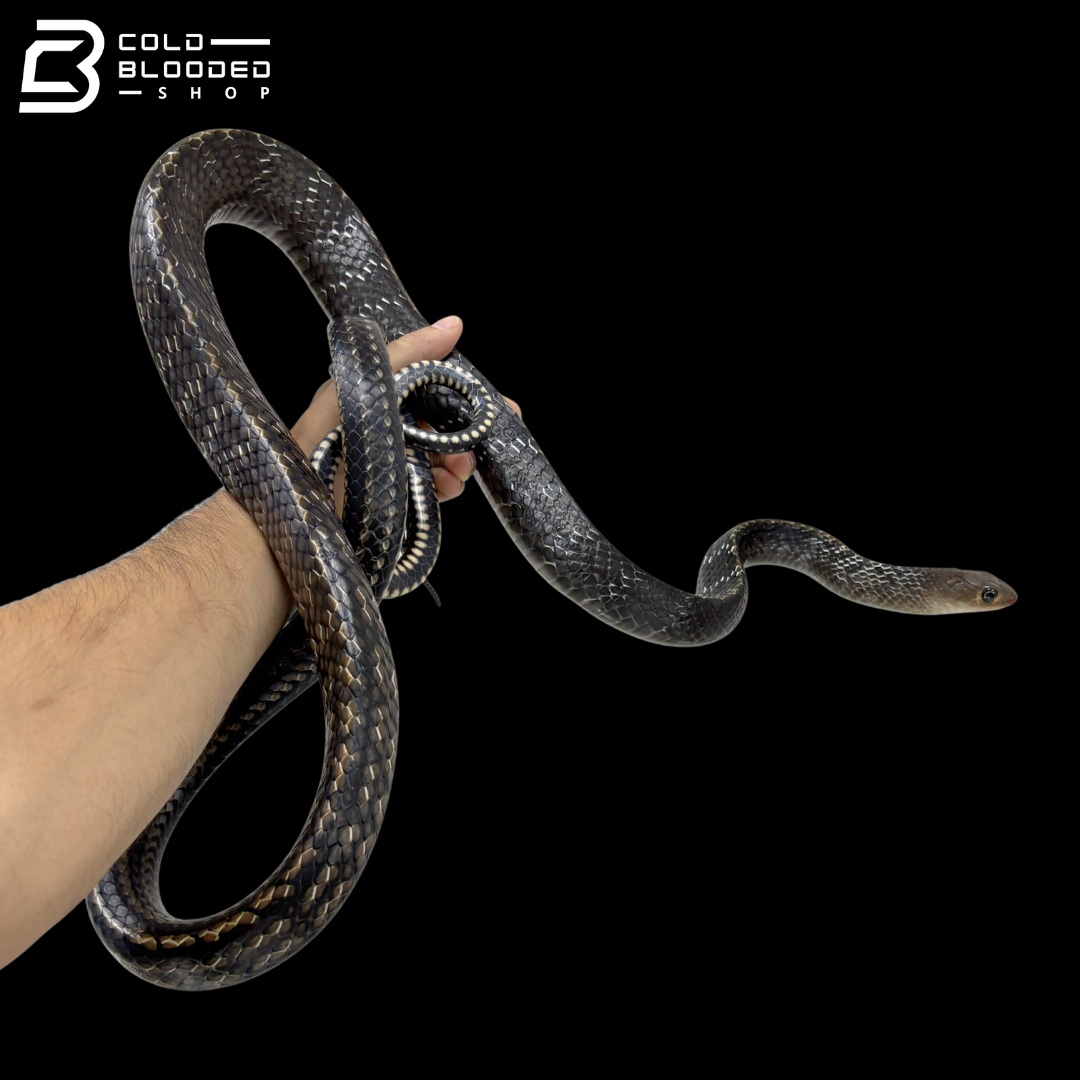 Adult Male Keeled Rat Snake - Ptyas Carinata