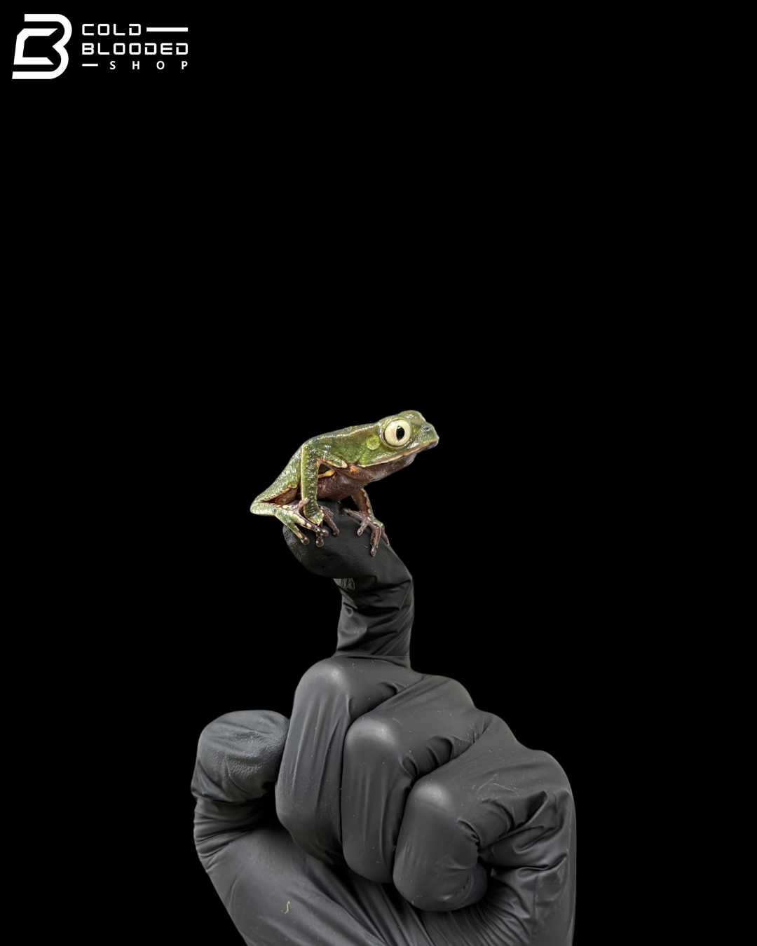 White lined monkey frog - Phyllomedusa vaillantii