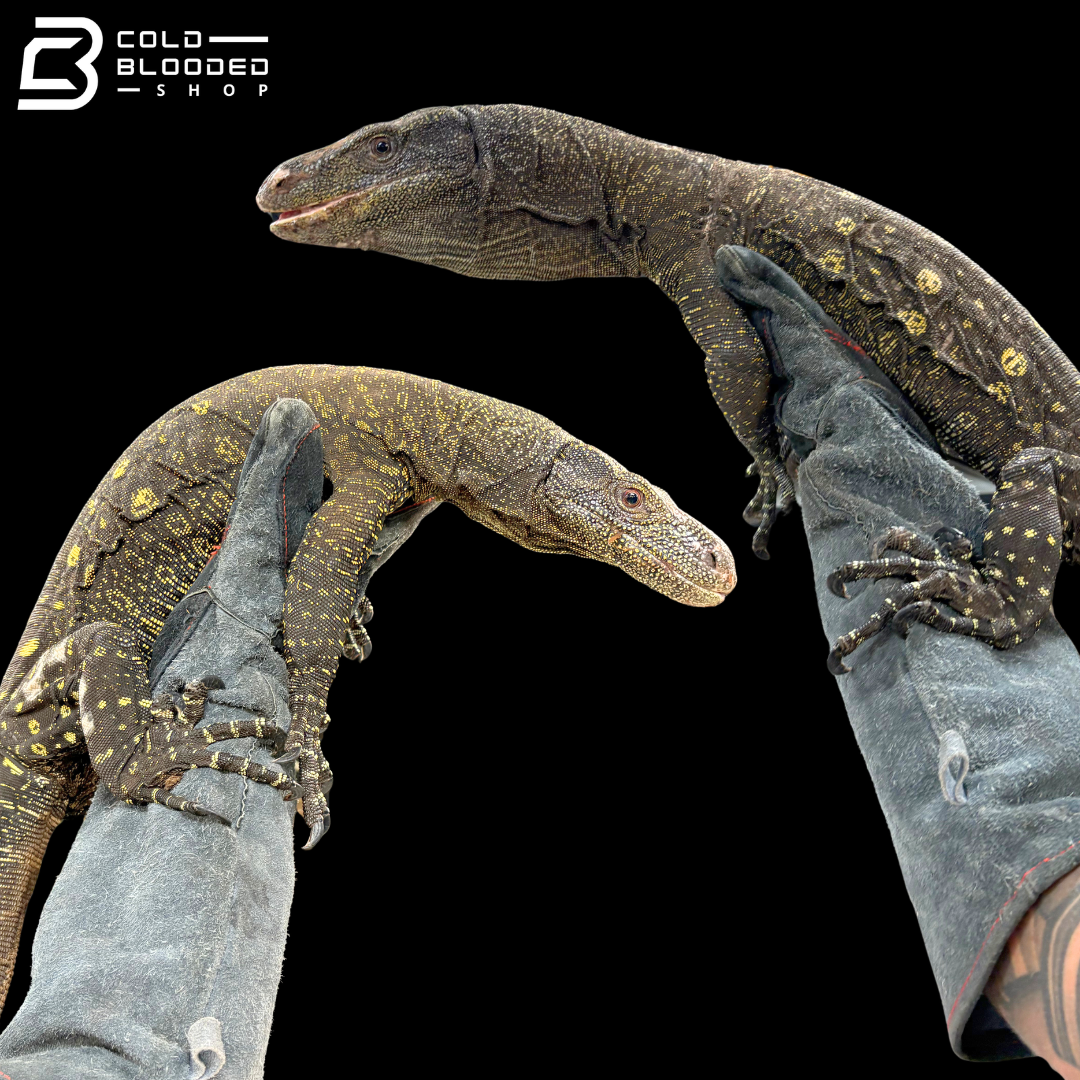 Adult Bonded Proven Pair - Sorong Local Crocodile Monitors