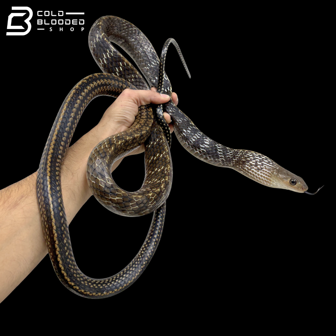 Adult Male Keeled Rat Snake - Ptyas Carinata