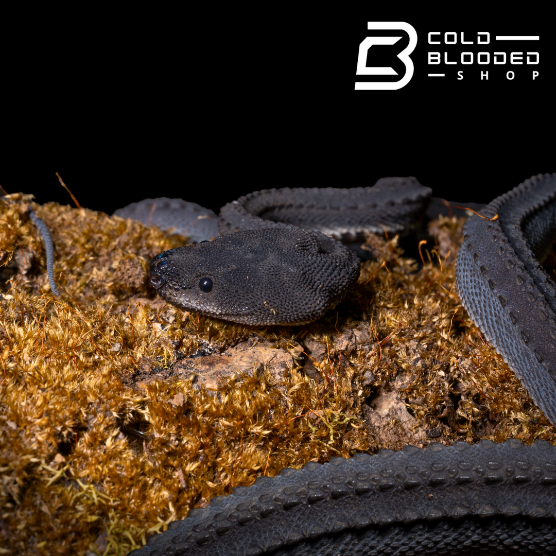 Serpiente dragón juvenil