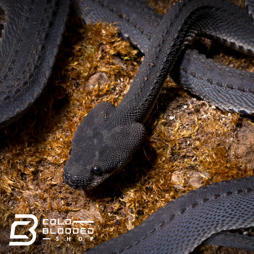Serpiente dragón juvenil