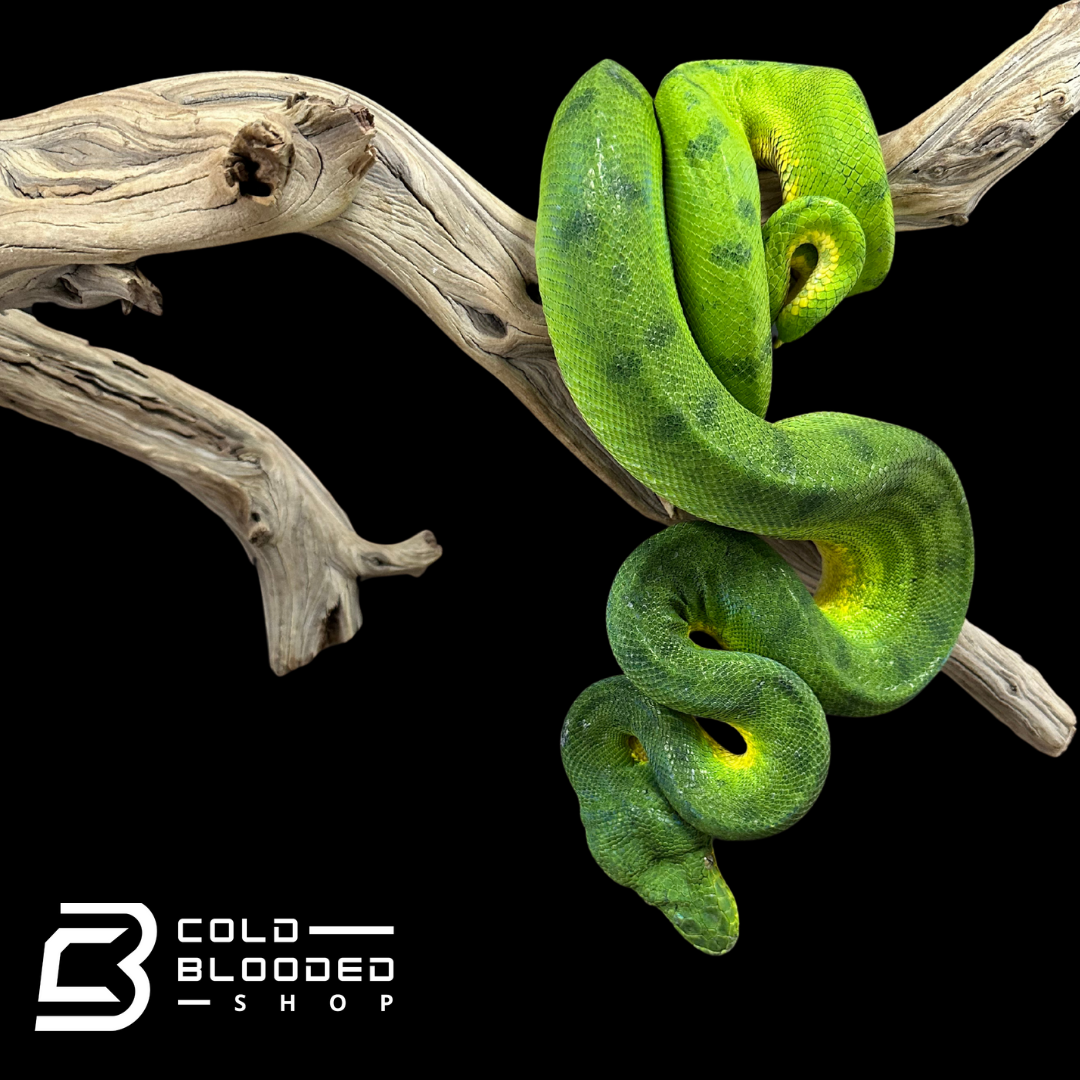 Adult anaconda phase Emerald Tree Boa - Corallus caninus
