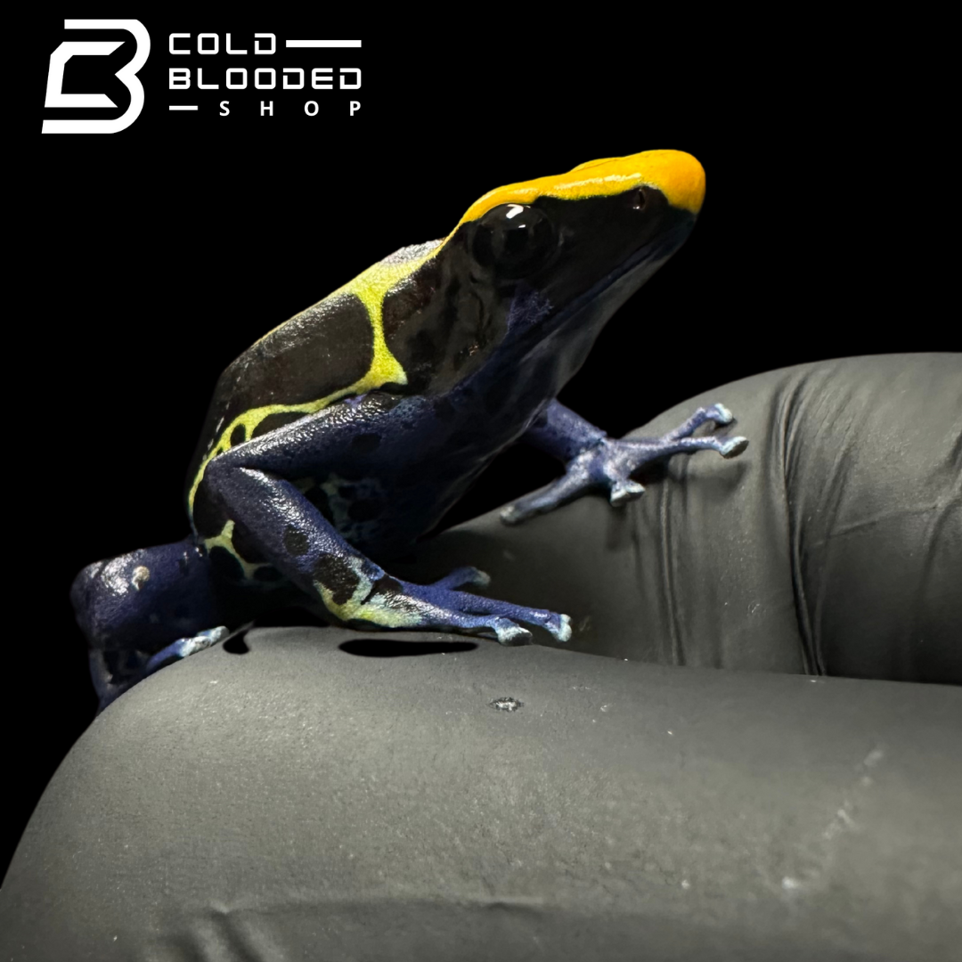 Dyeing poison dart frog - Dendrobates tinctorius