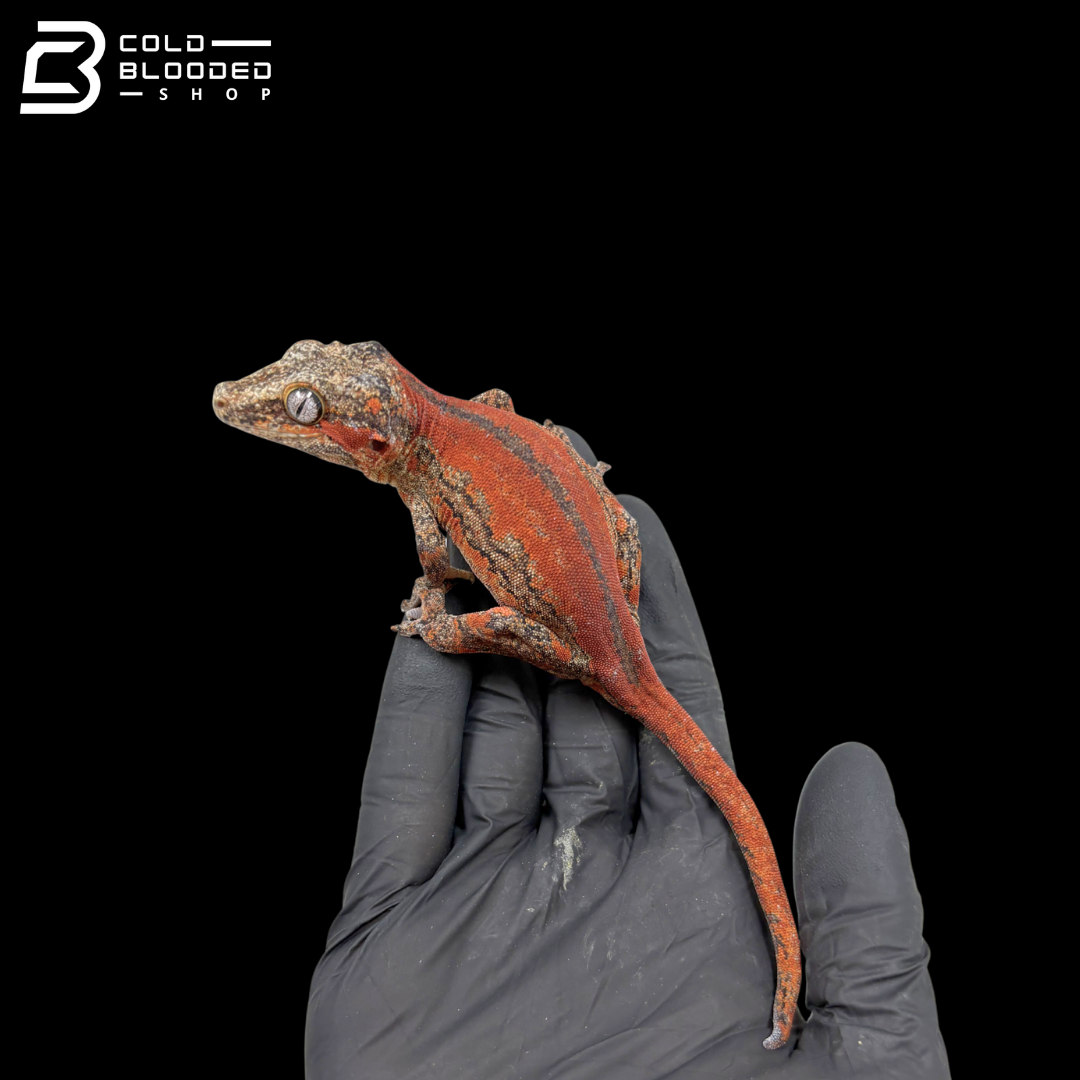 Female Red Stripe Gargoyle Gecko