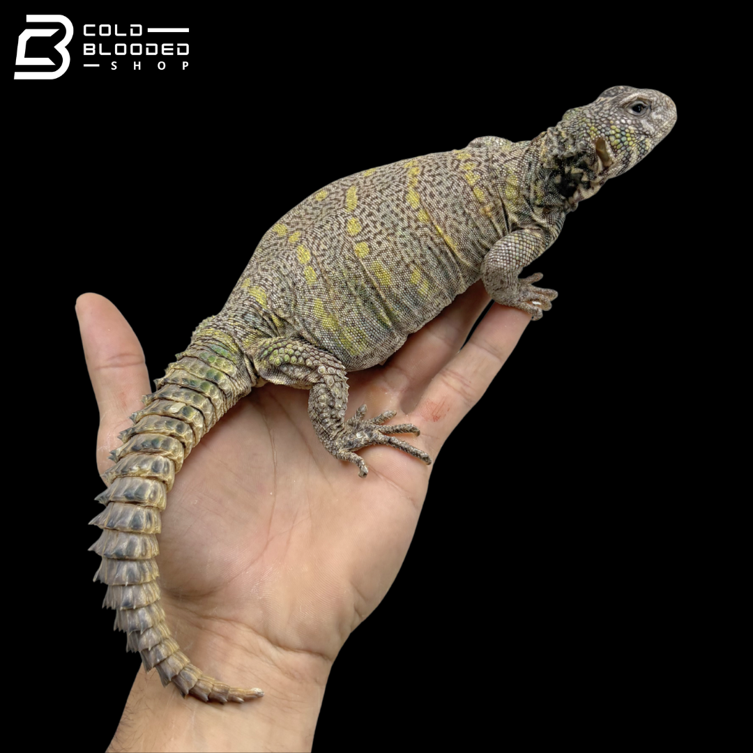 Large Colorful Female Ornate Uromastyx - Uromastyx Ornata