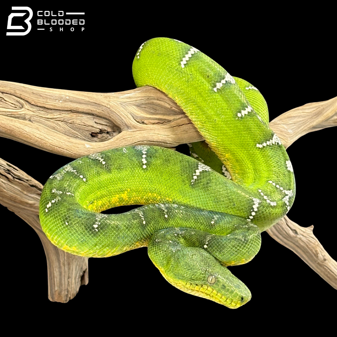 Adult Female Emerald Tree Boa - Corallus caninus