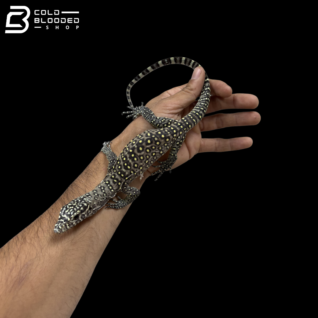 EXTREME PASTEL Blue Tailed Monitor - Varanus Doreanus