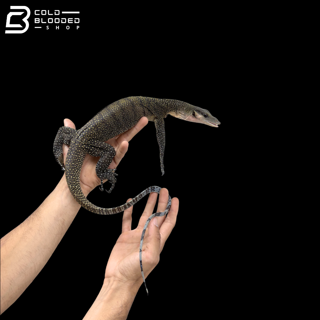 Subadult Jayapura Peach-throated Monitor - Varanus jobiensis