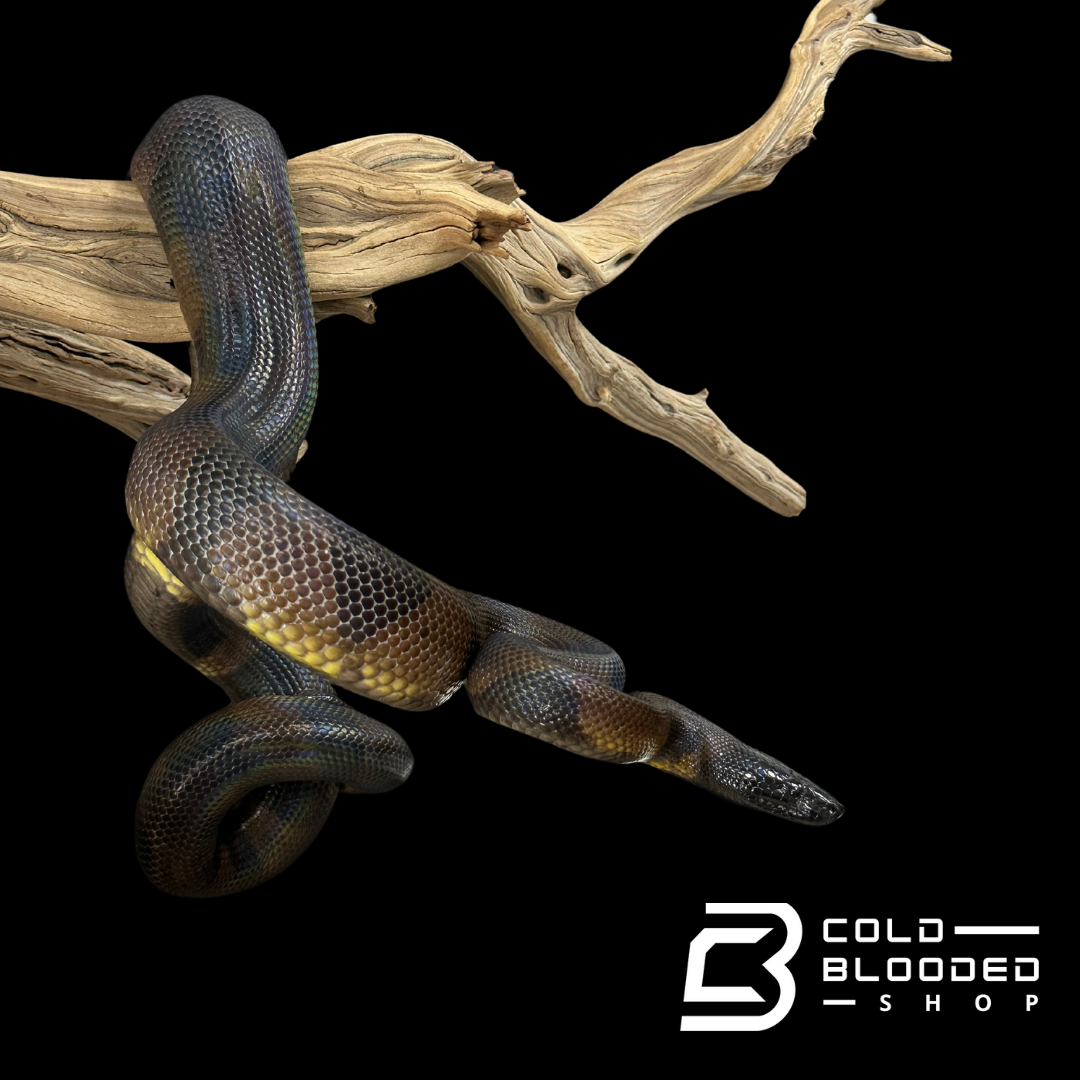 Adult Female Bismarck Ringed Python - Bothrochilus boa