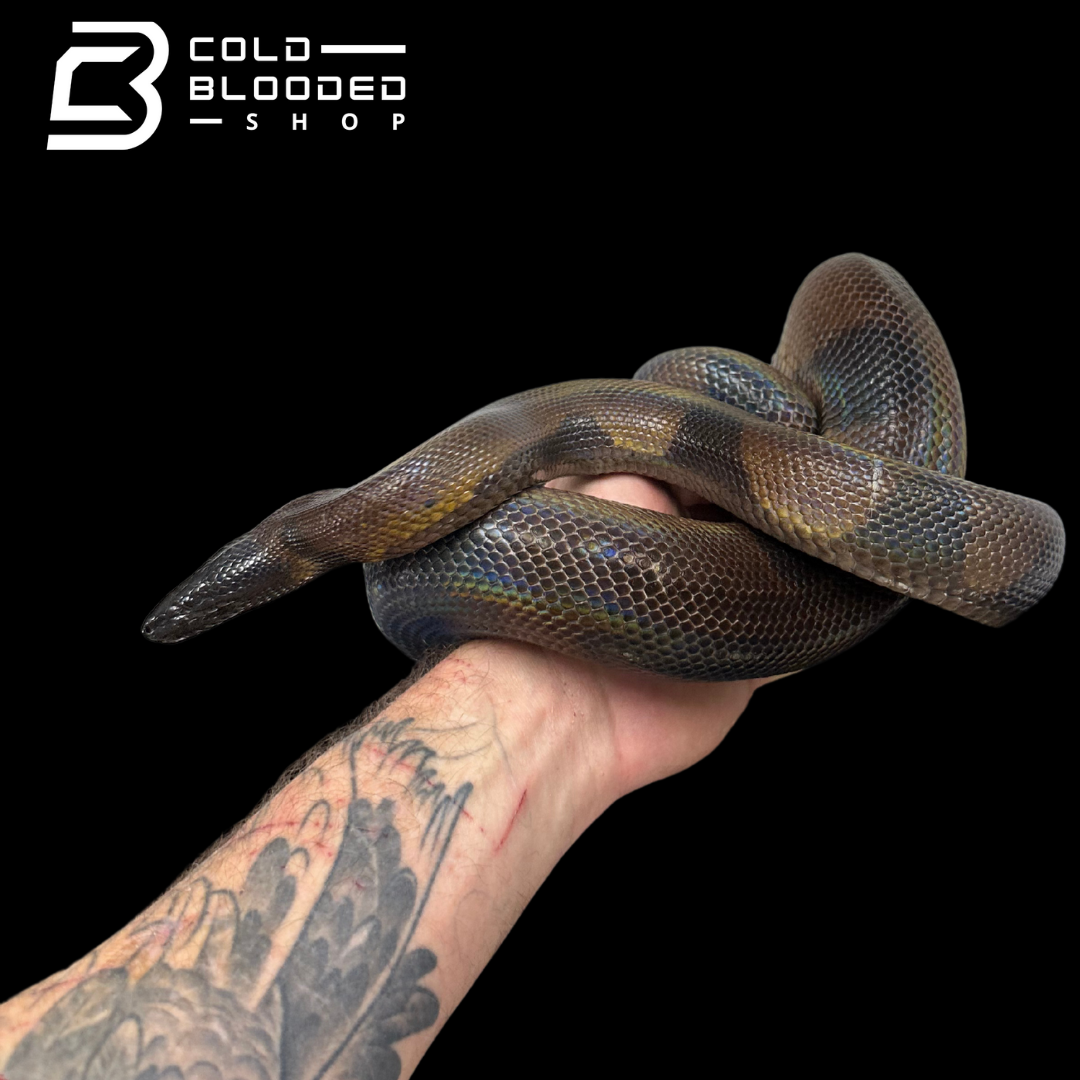 Adult Female Bismarck Ringed Python - Bothrochilus boa