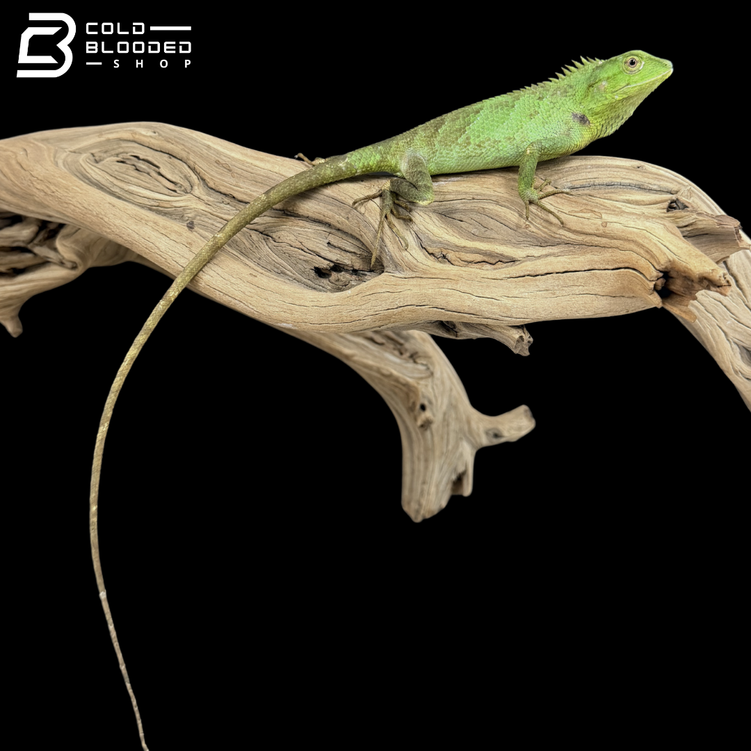 Indo-Chinese forest lizard - Calotes jerdoni
