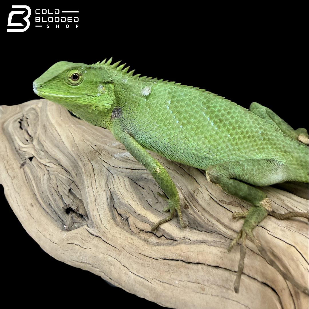 Indo-Chinese forest lizard - Calotes jerdoni