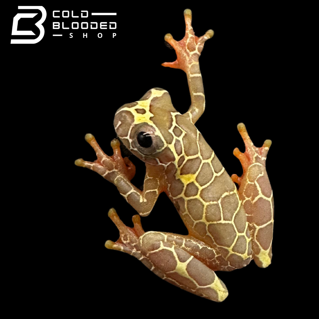 CBB Giraffe Reticulated Tree Frog - Dendropsophus reticulatus