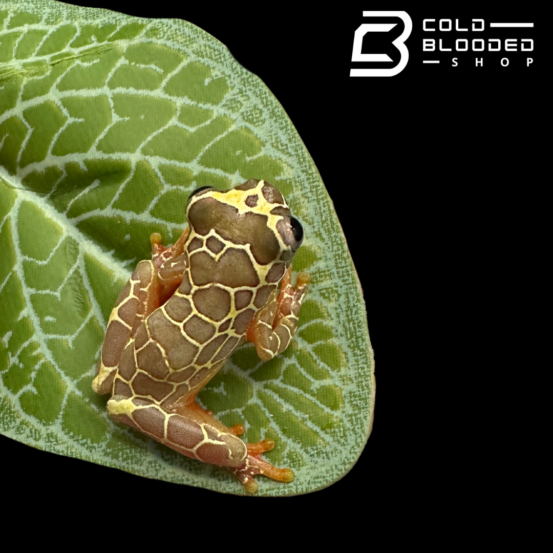 CBB Giraffe Reticulated Tree Frog - Dendropsophus reticulatus