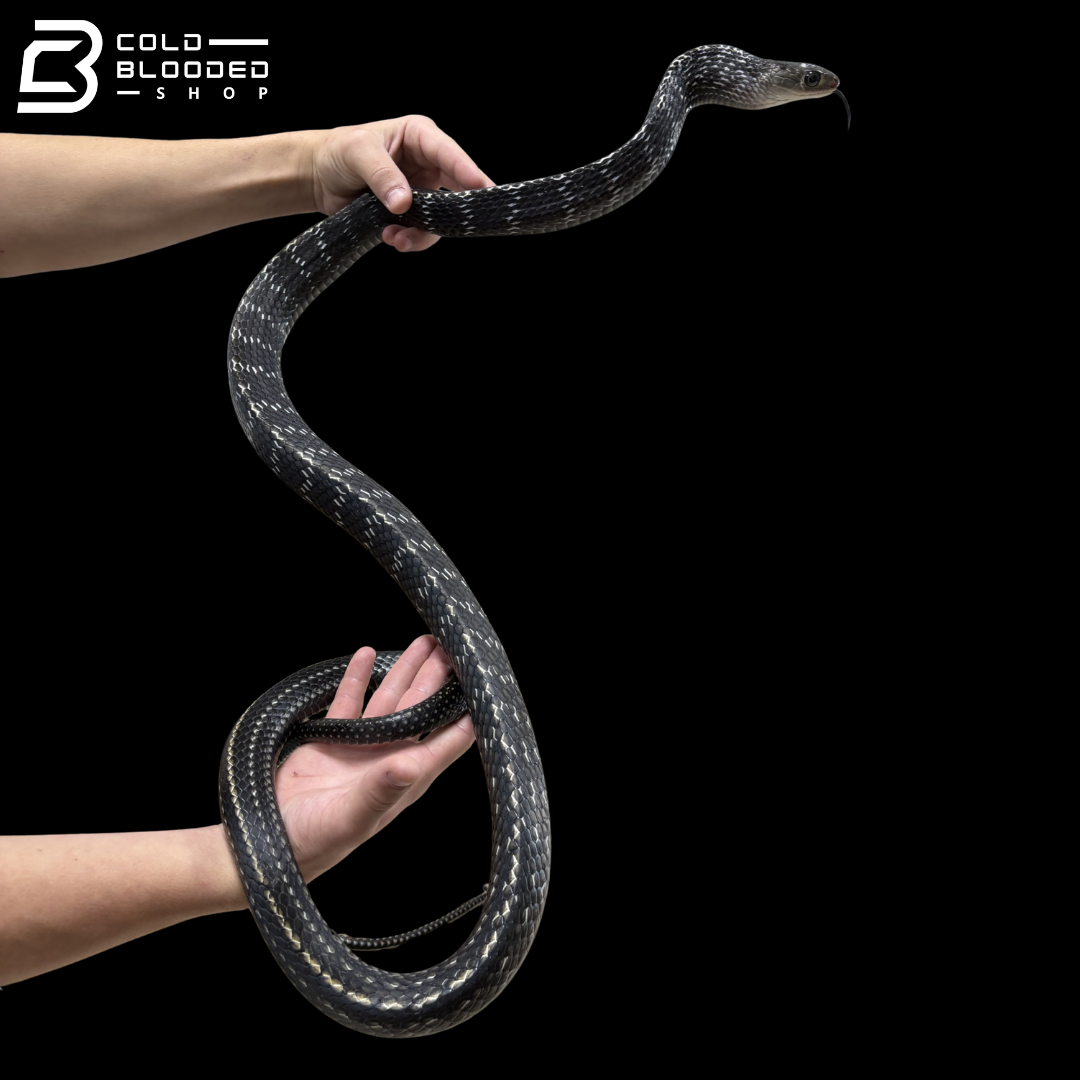 Adult Female Keeled Rat Snake - Ptyas Carinata