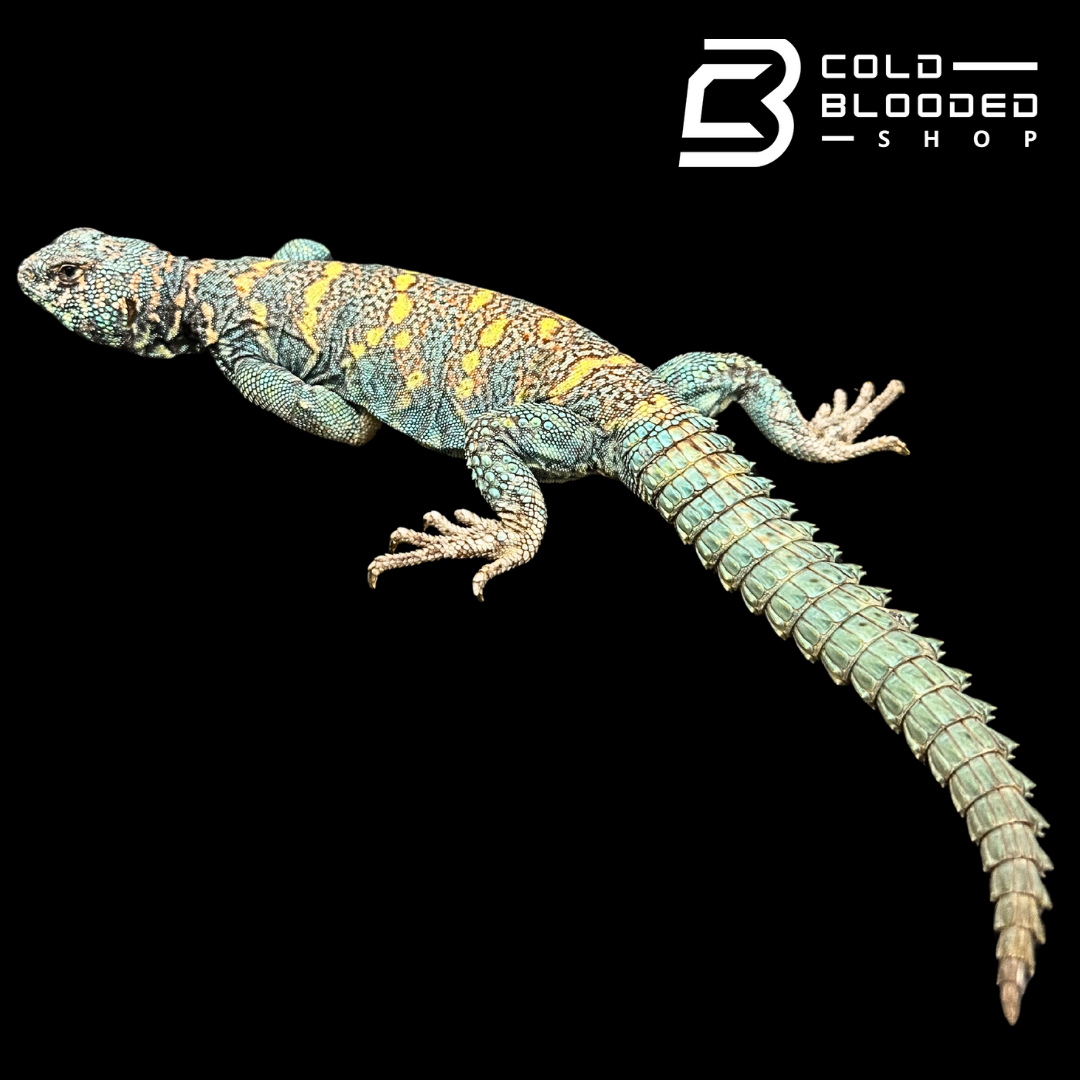 Adult Blue Male Ornate Uromastyx - Uromastyx ornata
