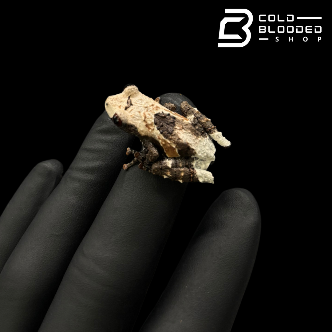 Rana de caca de pájaro vietnamita - Theloderma asperum