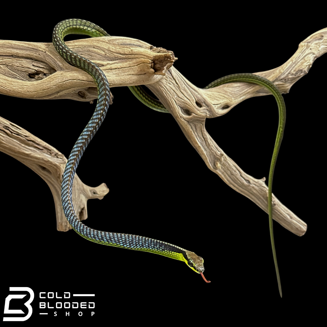 Serpiente de espalda de bronce pintada - Dendrelaphis Pictus