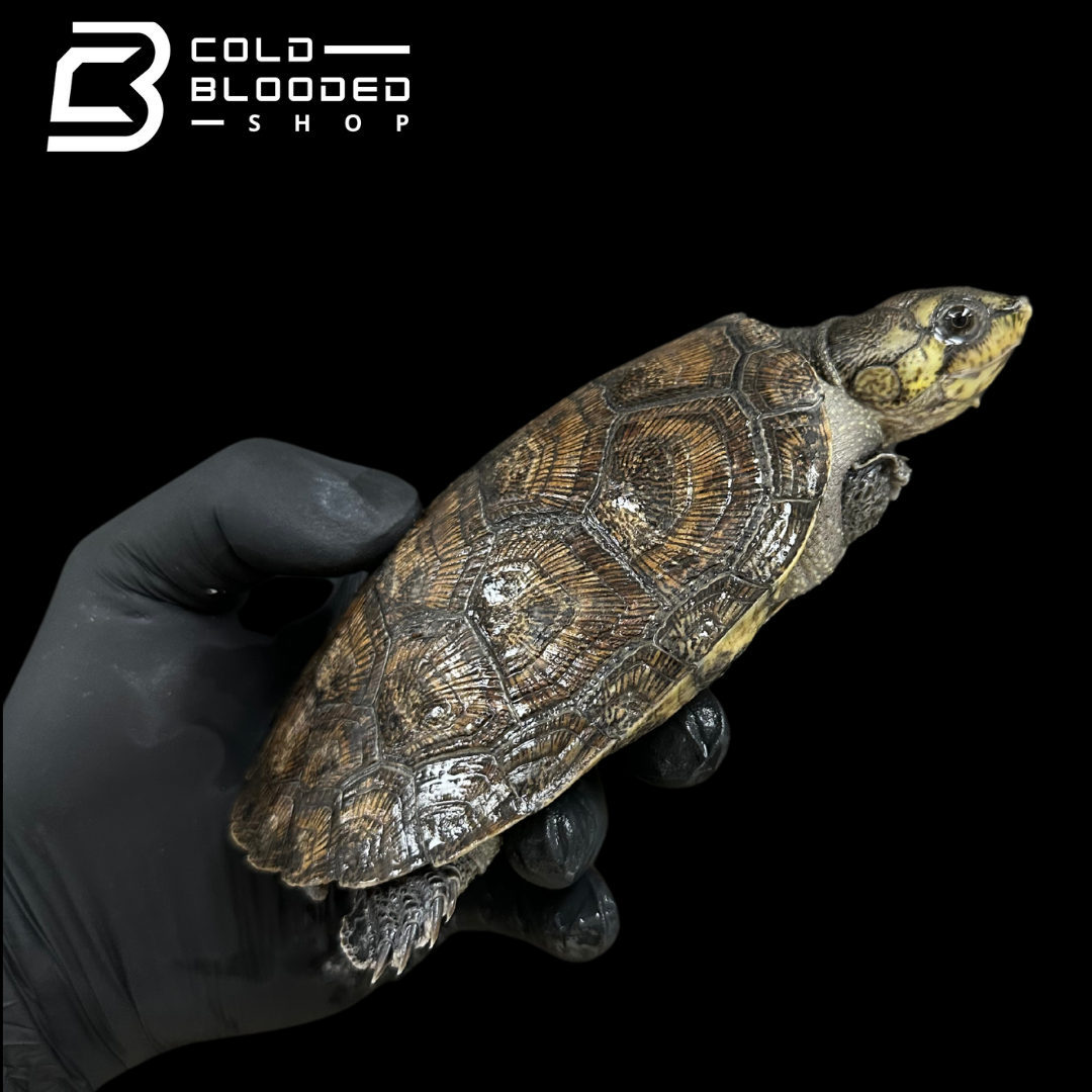 Madagascan big-headed turtle ZOO STOCK - Erymnochelys madagascariensis