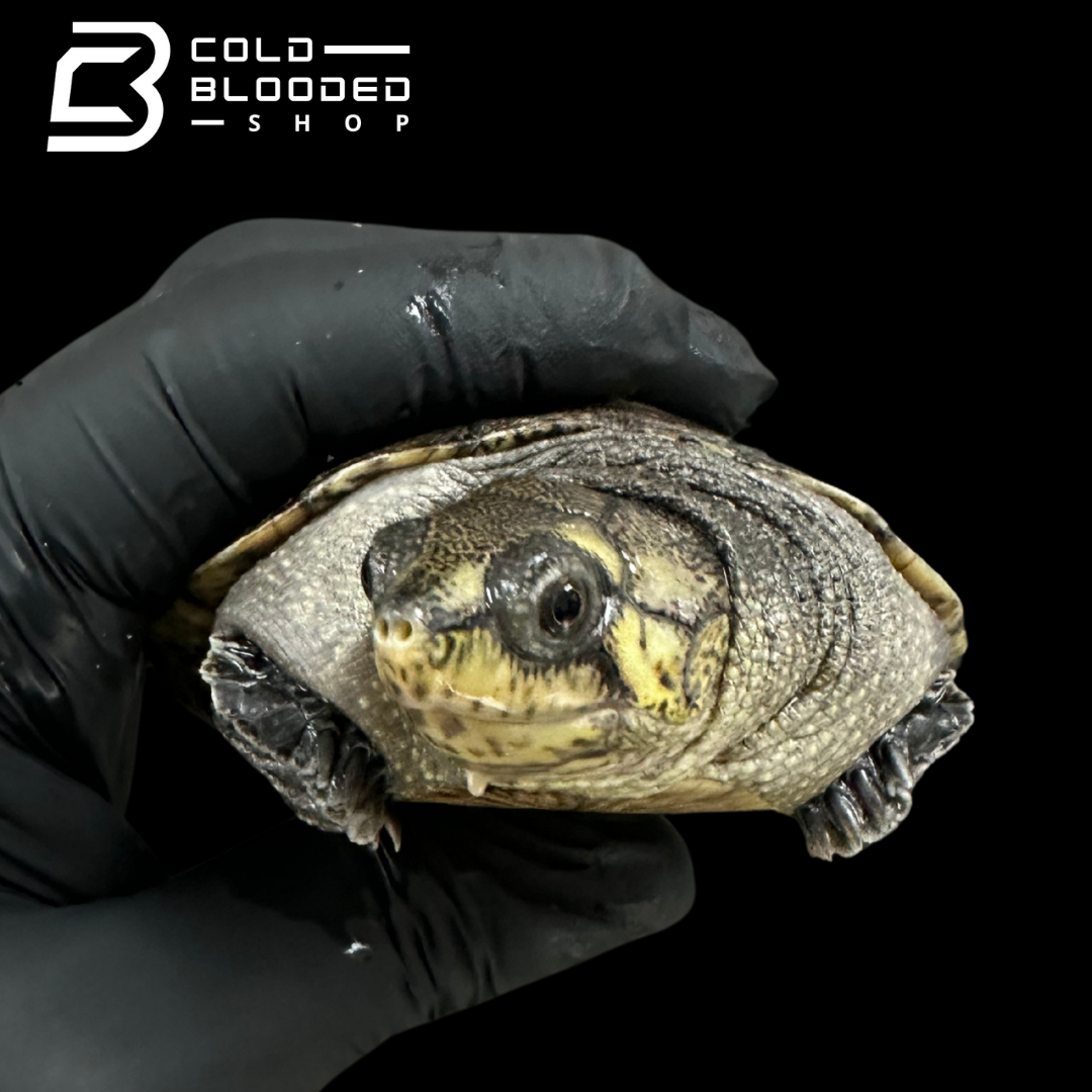 Madagascan big-headed turtle ZOO STOCK - Erymnochelys madagascariensis